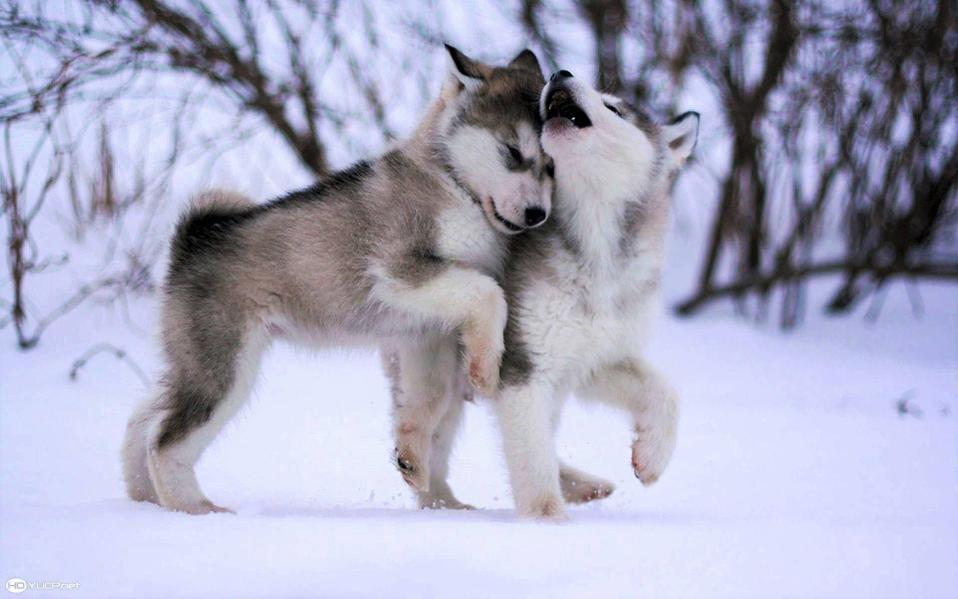 雪 桌布 壁紙 — 兩隻頑皮的哈士奇幼犬在白雪皚皚、樹木光禿的冬季森林裡翻滾嬉戲。