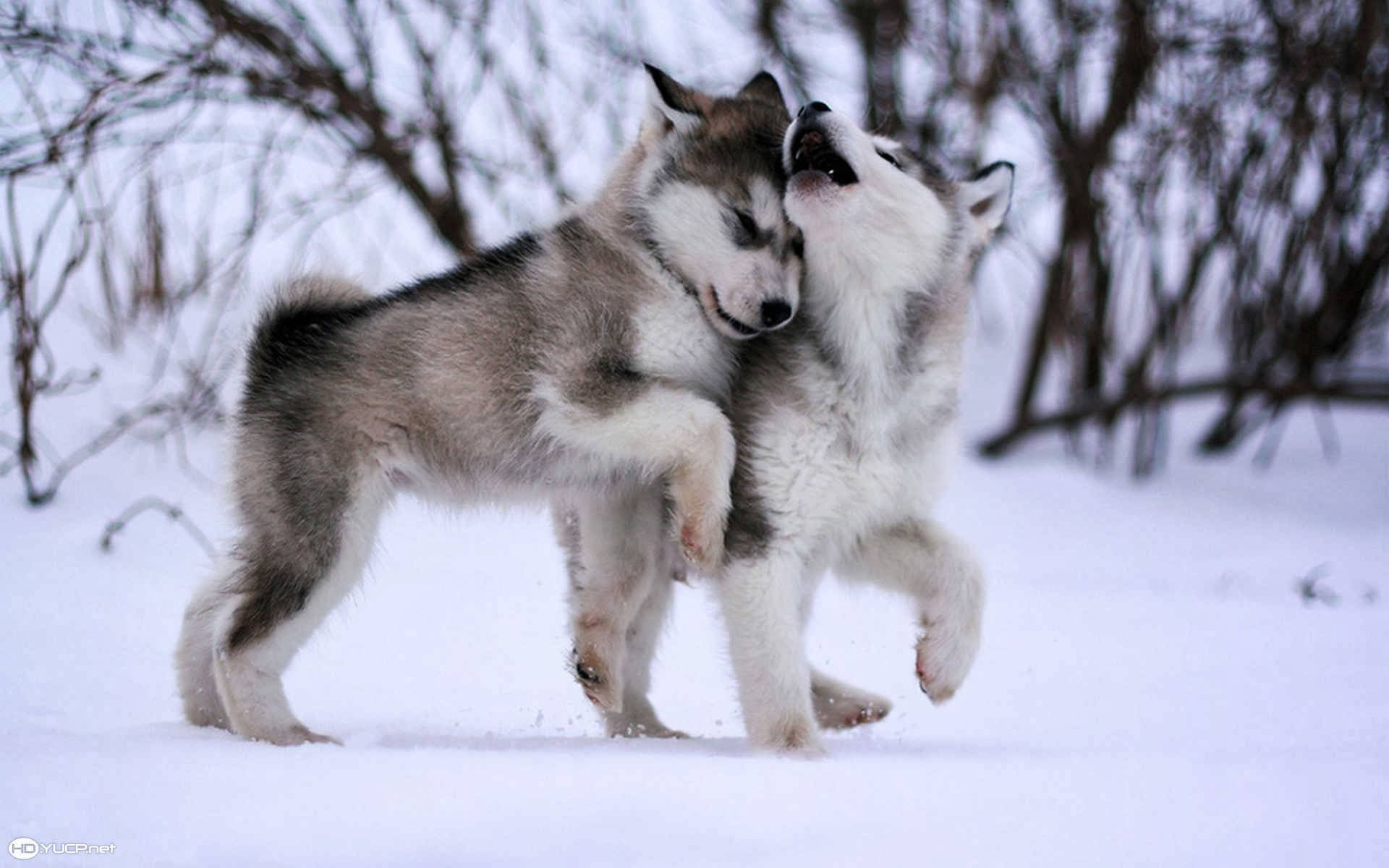Cute HD 桌布 壁紙 — 兩隻頑皮的哈士奇幼犬在白雪皚皚的冬季森林中翻滾依偎，周圍是光禿禿的樹枝。