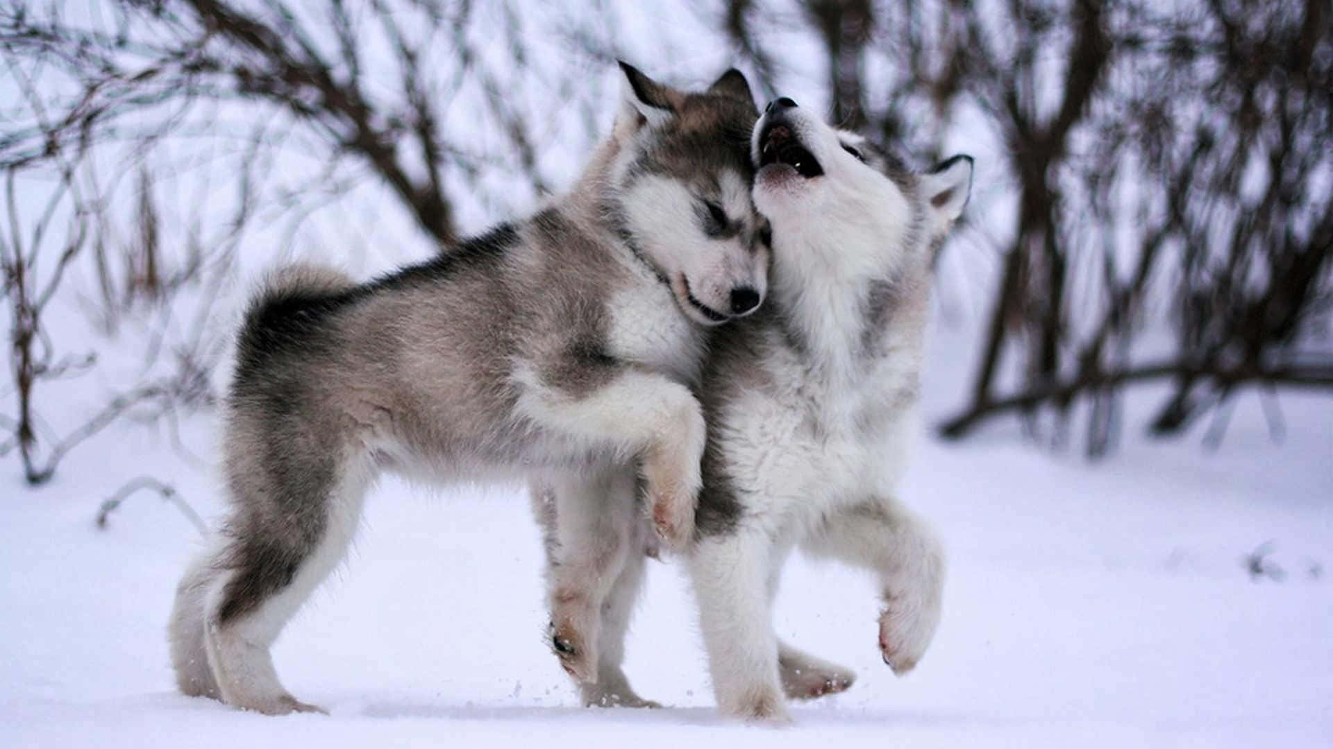 Aesthetic Animals 桌布 壁紙 — 兩隻頑皮的哈士奇幼犬在白雪覆蓋、樹枝光禿的冬季森林中翻滾嬉戲。
