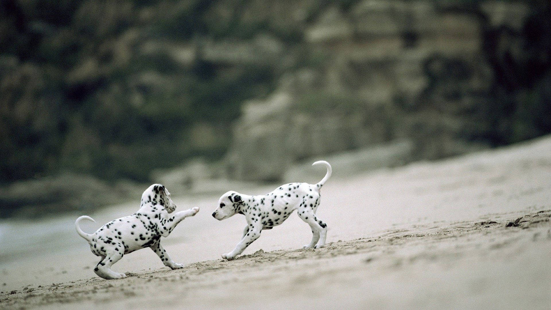大麥町犬 桌布 壁紙 — 兩隻頑皮的大麥町幼犬在陽光明媚的沙灘上互相追逐，背景是模糊的岩石懸崖。