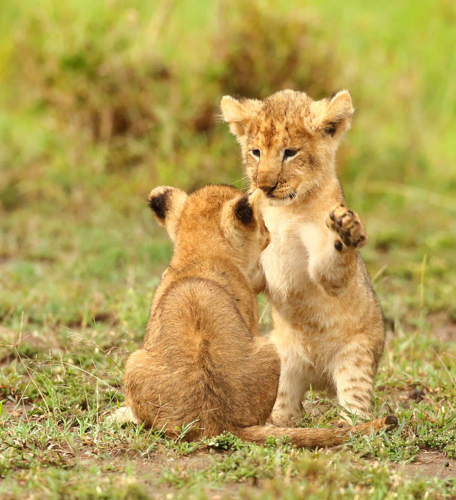 Baby Lion 桌布 壁紙 — 兩隻頑皮的小獅子在草叢生的稀樹草原環境中互動，其中一隻用後腿站立。