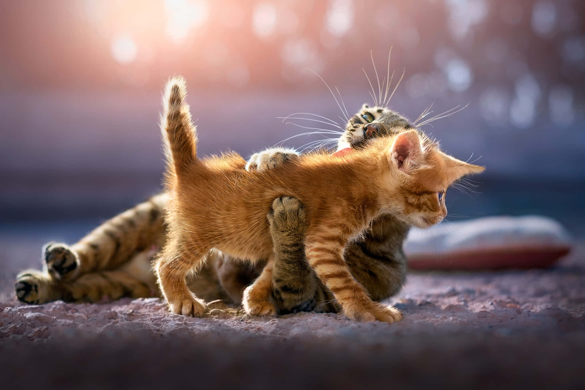 kittens 桌布 壁紙 — 兩隻頑皮的小貓，一隻是薑黃色，一隻是虎斑紋，在柔和的金色日落光線下打鬧，背景模糊。