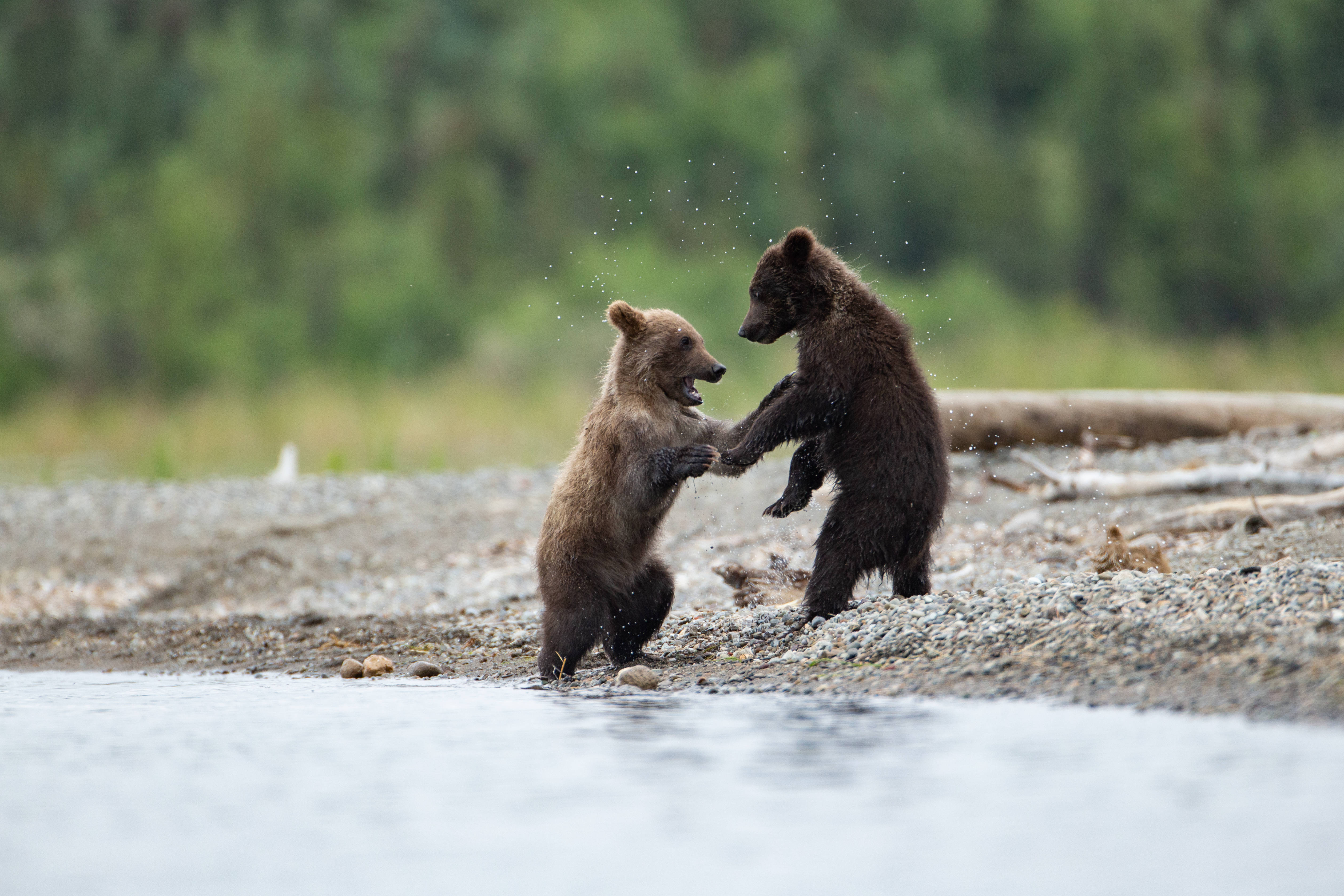 Cute Bear 桌布 壁紙 — 兩隻頑皮的棕熊幼崽用後腿站立，在河岸上互相潑水。