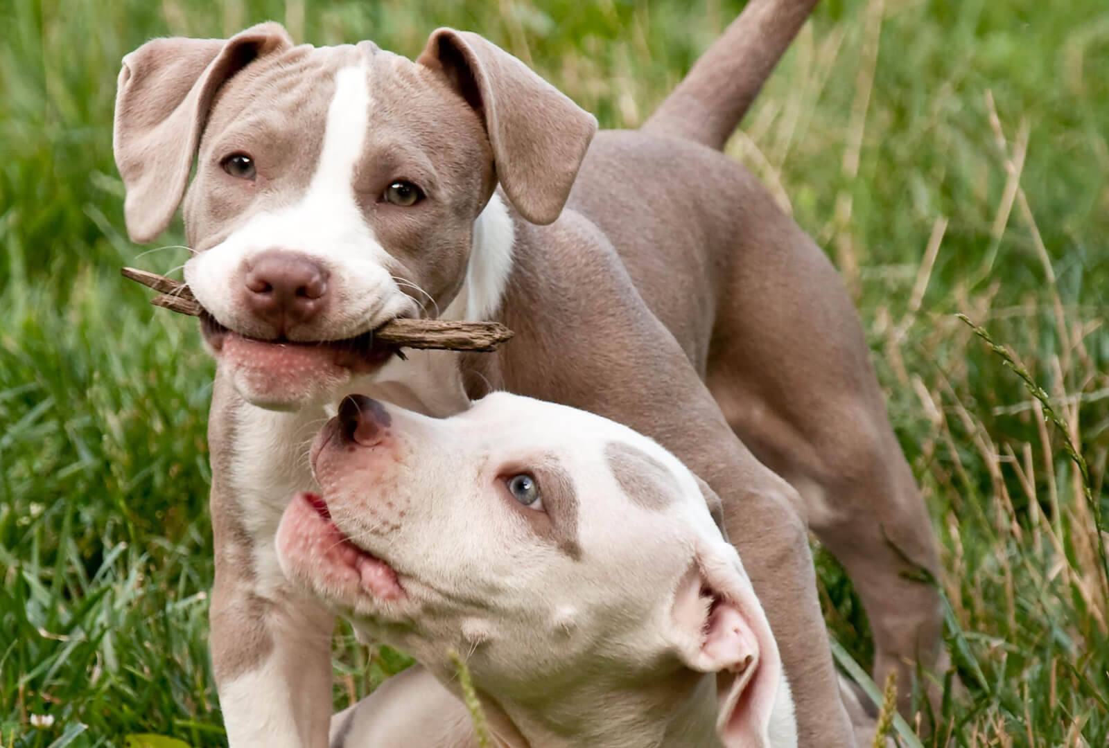 比特犬幼犬 桌布 壁紙 — 兩隻頑皮的比特犬幼犬，毛色棕白相間，在翠綠的草地上爭奪一根樹枝。