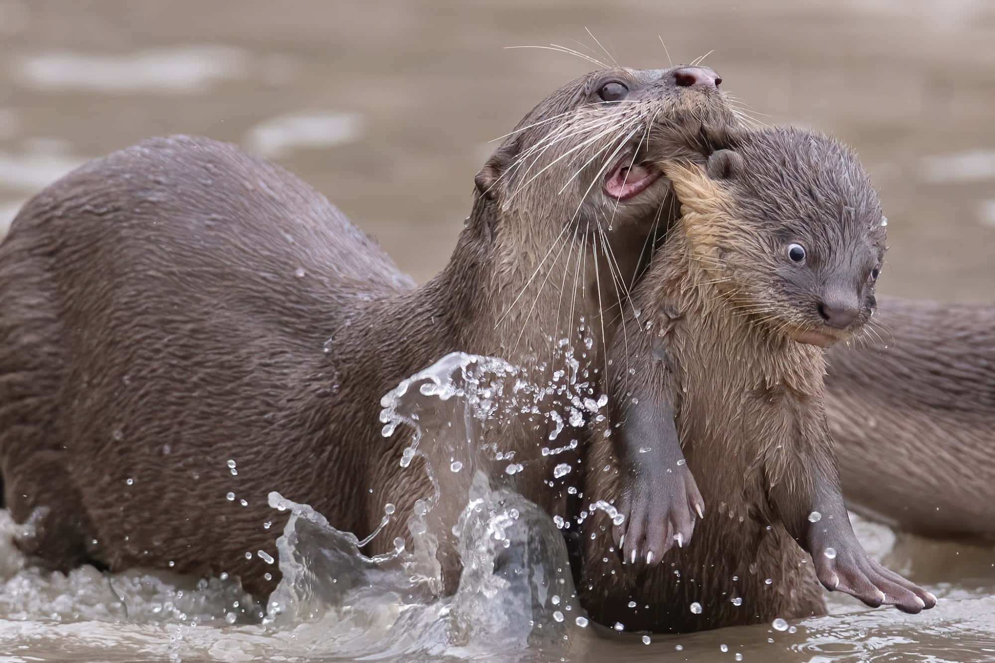 Otter 桌布 壁紙 — 兩隻頑皮的水獺在渾濁的水中潑水並扭打，水滴在牠們周圍飛濺。
