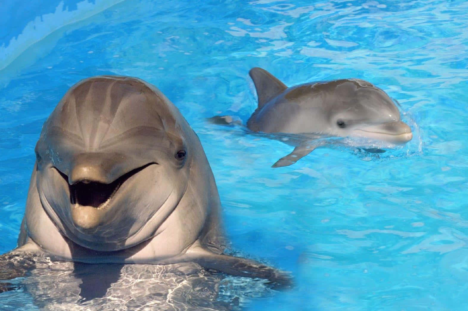 dolphins 桌布 壁紙 — 兩隻頑皮的海豚在清澈的藍色水中對著鏡頭微笑，周圍有漣漪。
