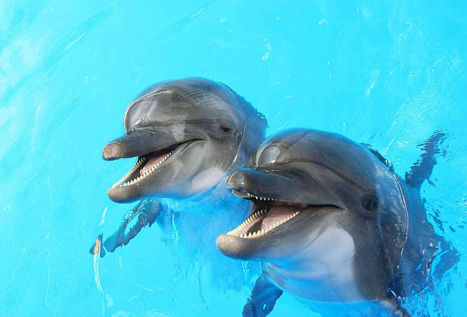 海豚 桌布 壁紙 — 兩隻頑皮的海豚張開嘴巴在充滿活力的藍色海水中浮出水面，激起歡樂的水花。