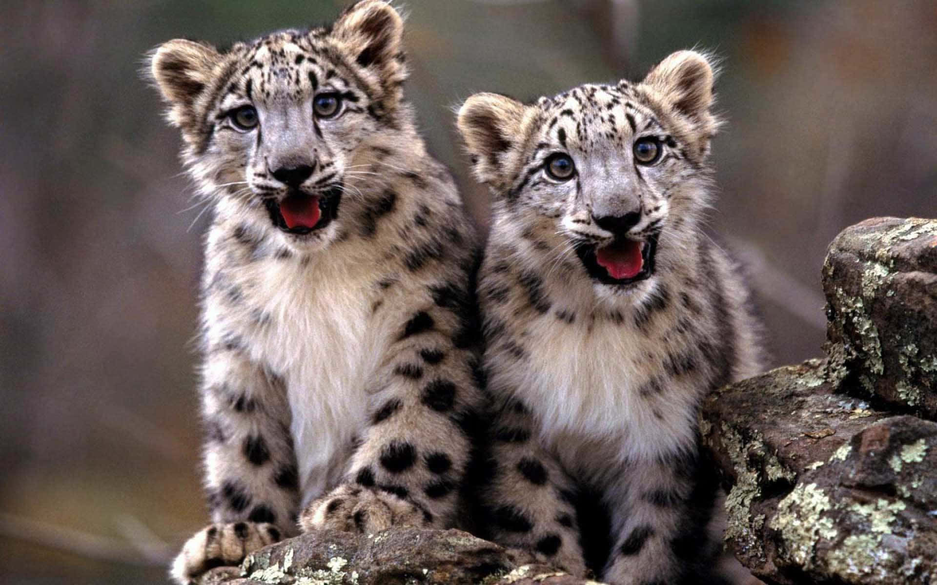 Baby Cheetah 桌布 壁紙 — 兩隻頑皮的雪豹幼崽，身上有斑點皮毛和明亮的藍色眼睛，坐在長滿苔蘚的石頭上，張開嘴巴打著快樂的哈欠。