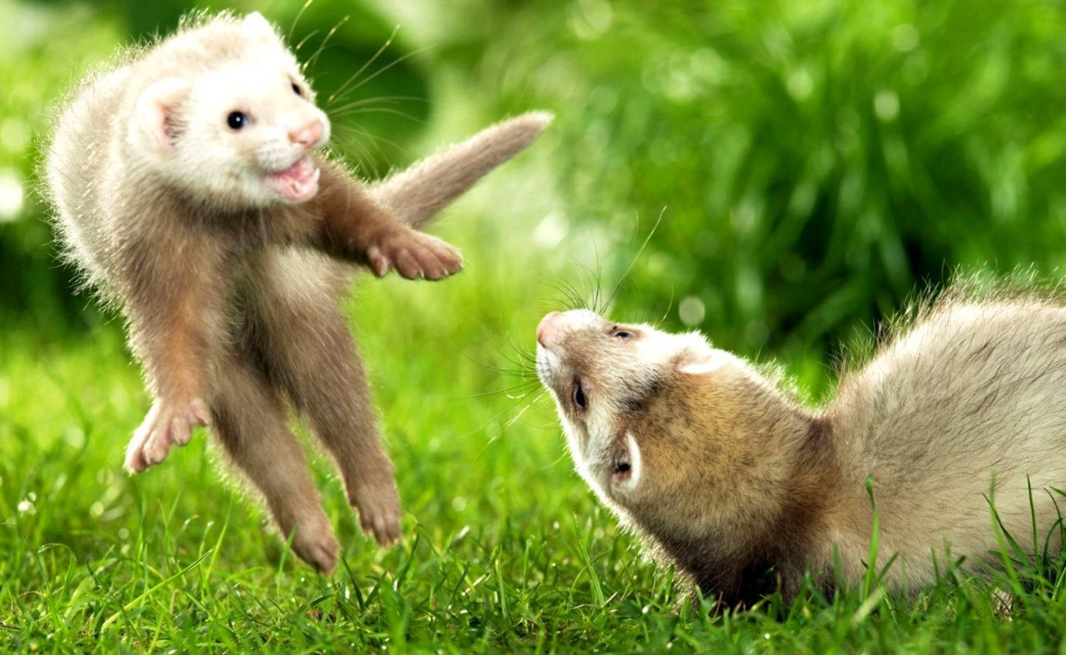 Ferret 桌布 壁紙 — 兩隻頑皮的雪貂在明亮的陽光下，於充滿活力的綠色草地上跳躍和互動。