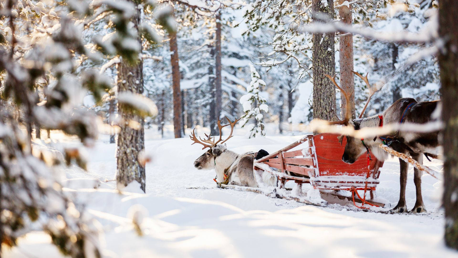  壁紙 — 兩隻馴鹿拉著紅色雪橇穿過陽光明媚、白雪覆蓋的森林，松樹上積滿了雪。
