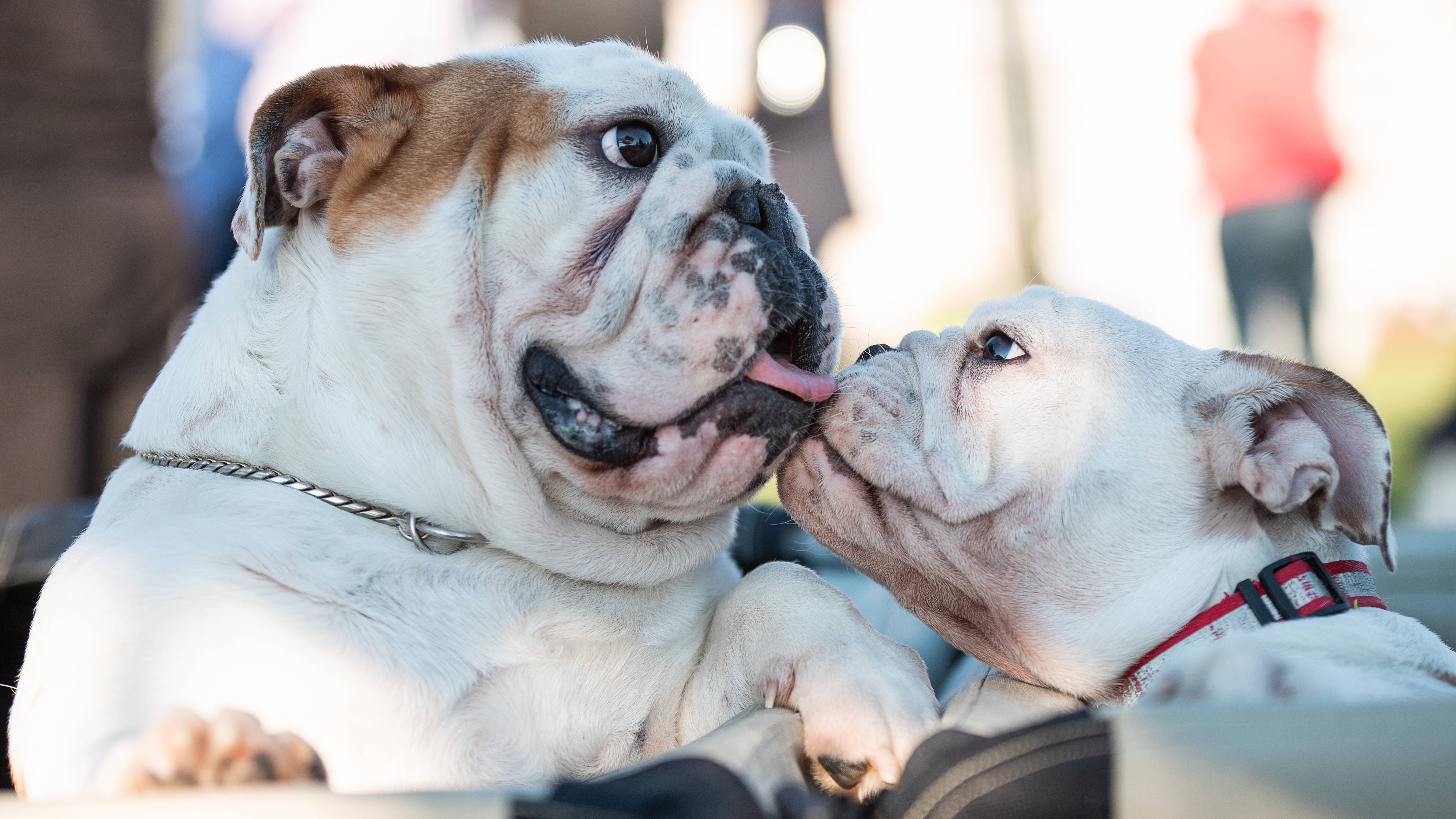 Bulldog 桌布 壁紙 — 兩隻鬥牛犬在明亮的陽光下分享溫馨時刻，其中一隻舔著另一隻的臉。