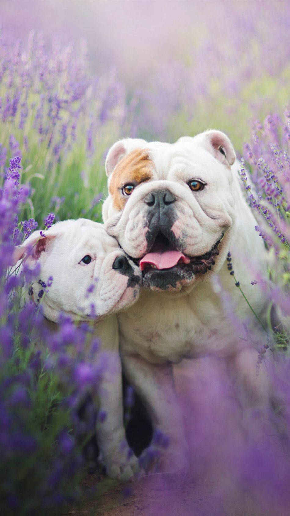 狗 桌布 壁紙 — 兩隻鬥牛犬在紫色薰衣草田裡依偎，光線柔和夢幻。
