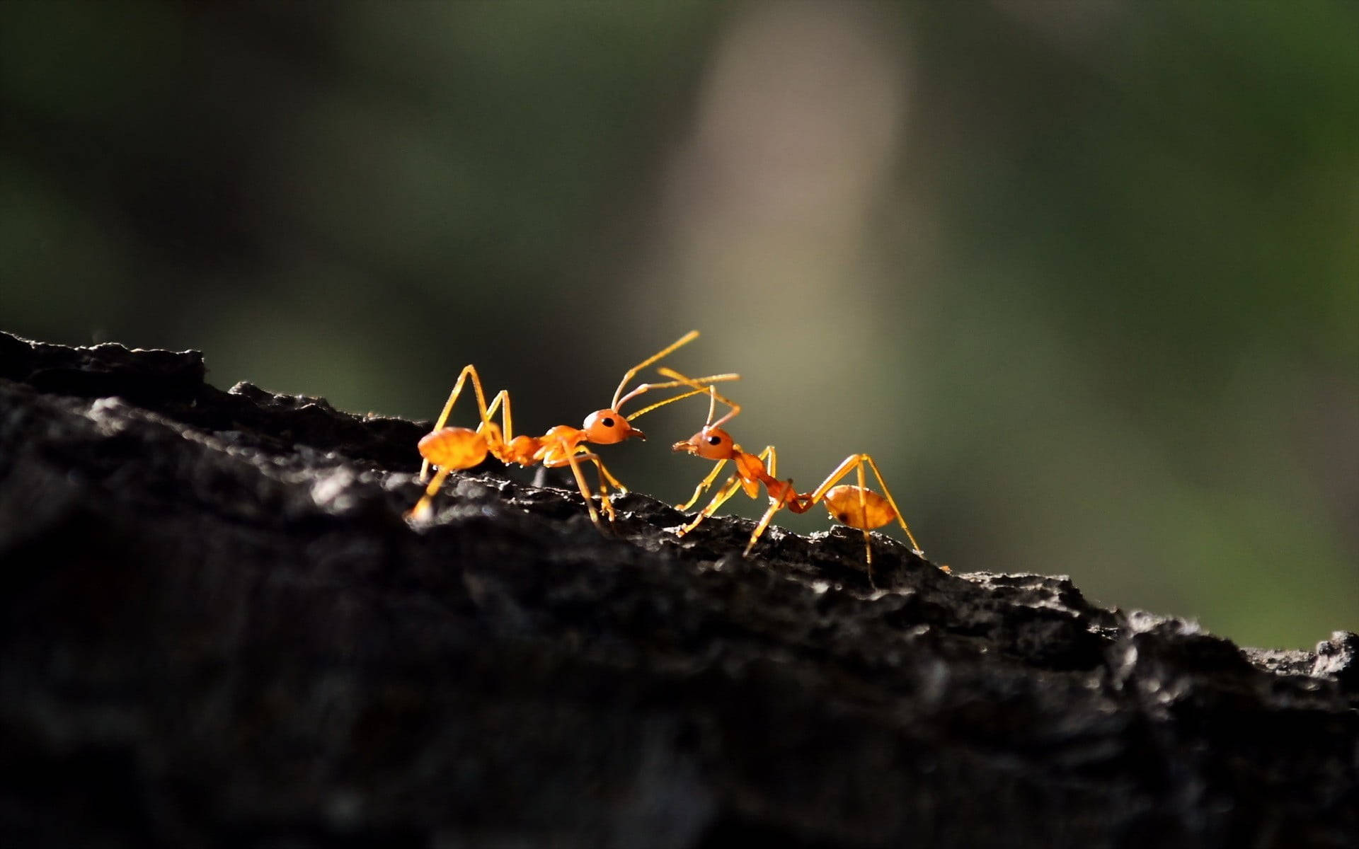 ant 桌布 壁紙 — 兩隻鮮橙色螞蟻在深色紋理表面上互動，背景有柔和綠色模糊。