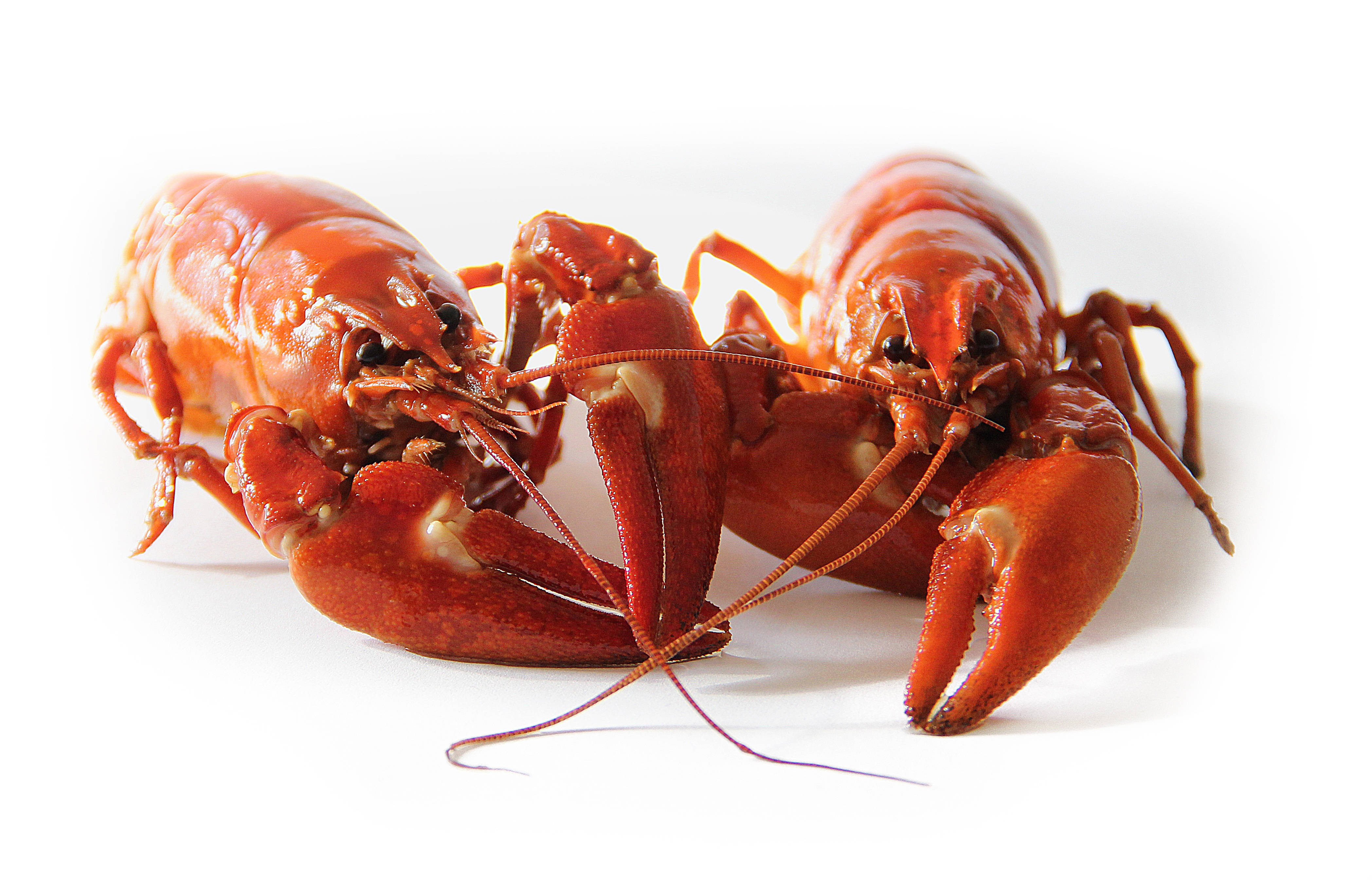 Lobster 桌布 壁紙 — 兩隻鮮紅色的熟龍蝦在純白背景上相對，帶有詳細的螯和觸鬚。