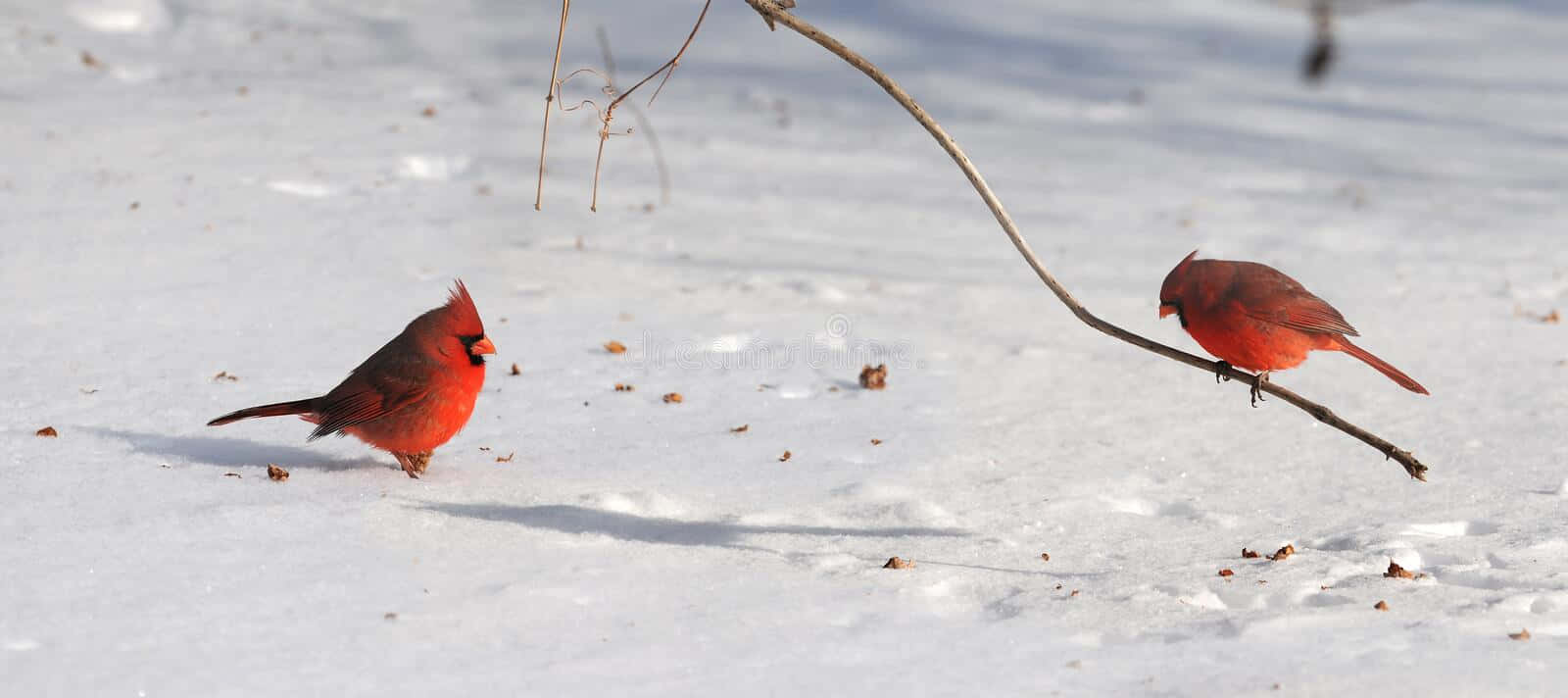 Cardinal 桌布 壁紙 — 兩隻鮮紅色的紅雀站在白雪皚皚的冬季地面上，一隻棲息在光禿禿的樹枝上，另一隻在雪地上，投下長長的影子。
