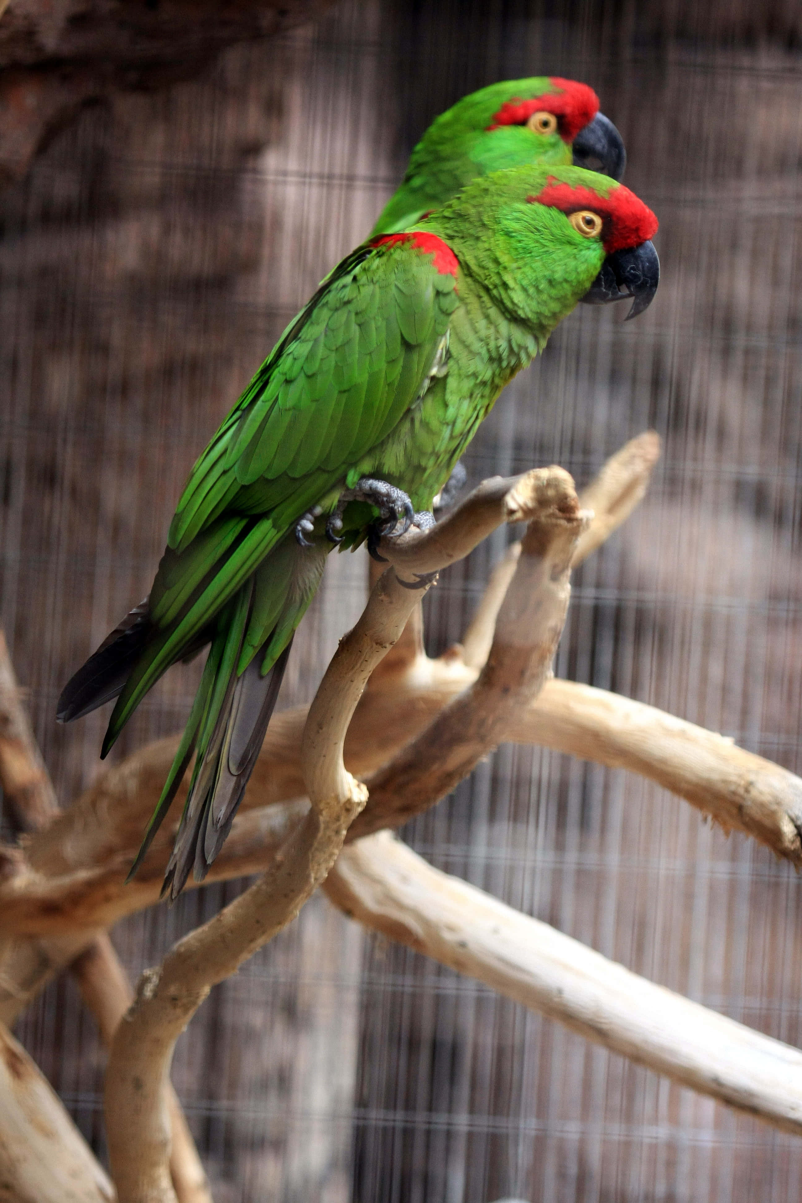 parrot 桌布 壁紙 — 兩隻鮮綠色、前額紅色的鸚鵡緊密地棲息在鐵絲網圍欄內一條風化的樹枝上。