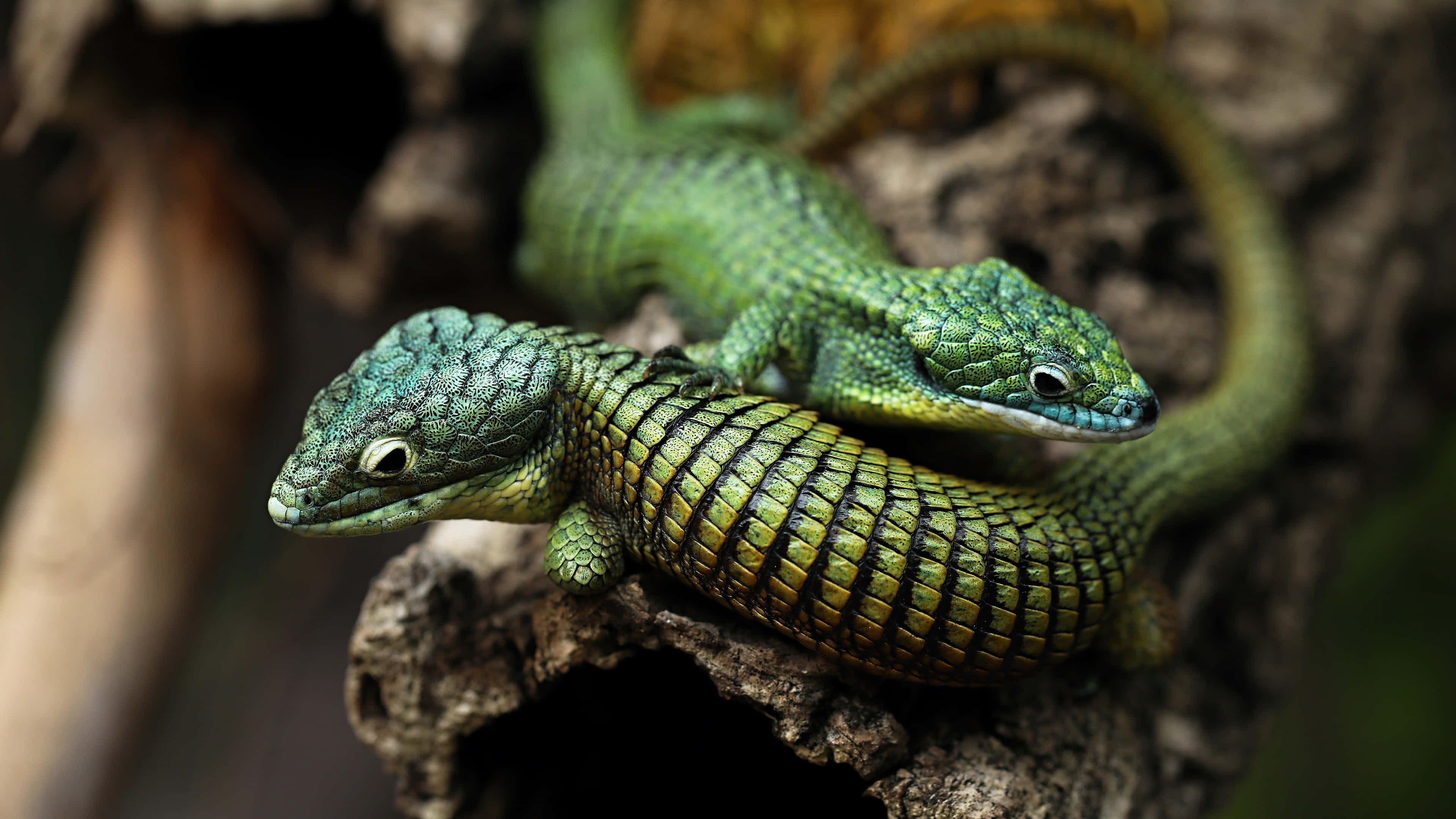 reptile 桌布 壁紙 — 兩隻鮮綠色、帶有紋理鱗片的蜥蜴，在自然環境中緊貼在一條粗糙的樹枝上。