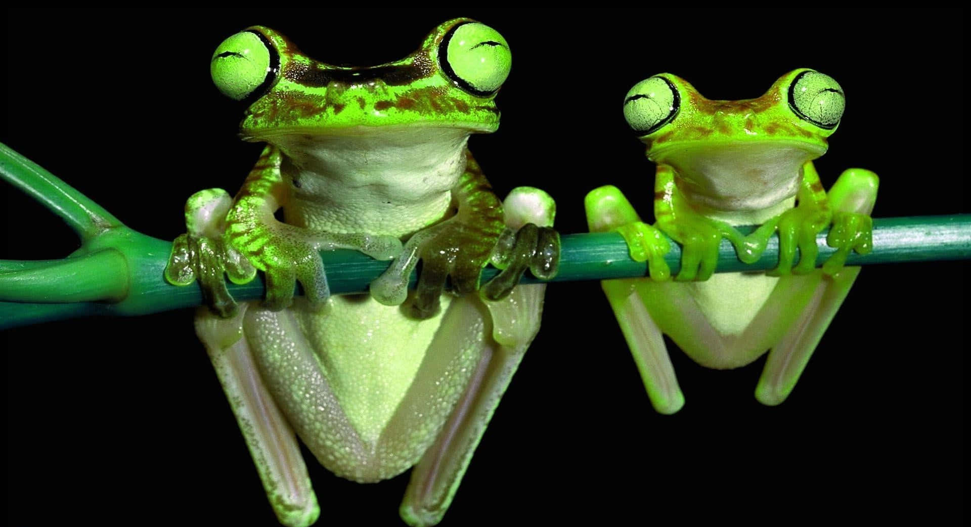 Frog 桌布 壁紙 — 兩隻鮮綠色的樹蛙，眼睛突出，緊抓著一根綠色的樹枝，背景是純黑色。