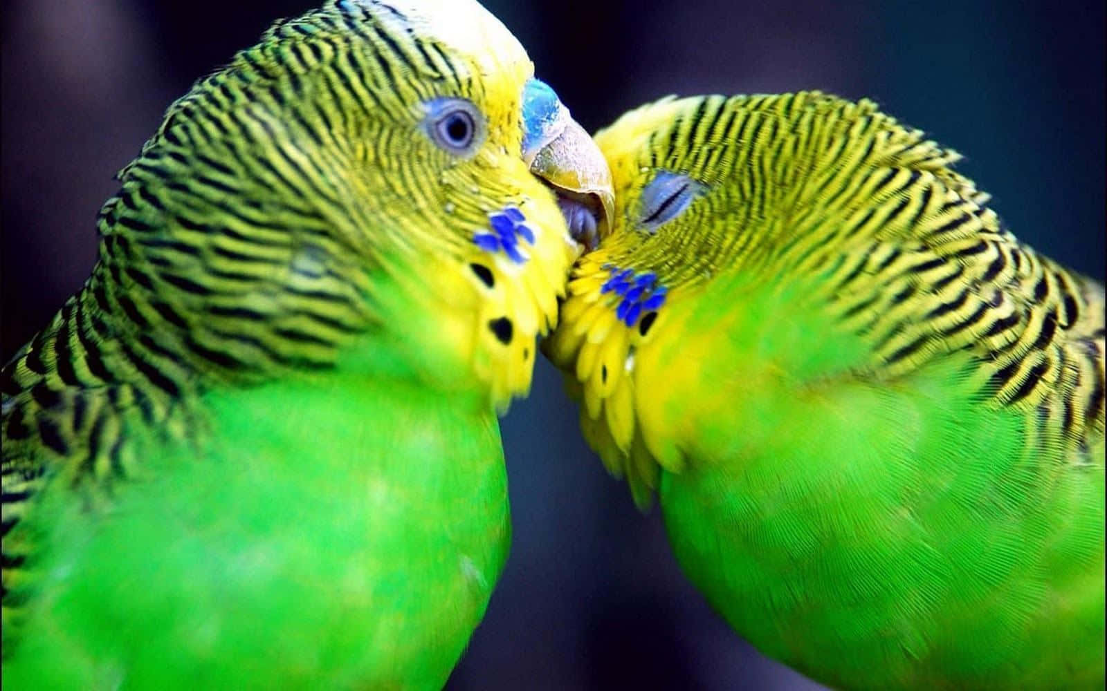 birds 桌布 壁紙 — 兩隻鮮綠色虎皮鸚鵡，黃色頭部及藍色臉頰斑點，親暱地互相依偎。