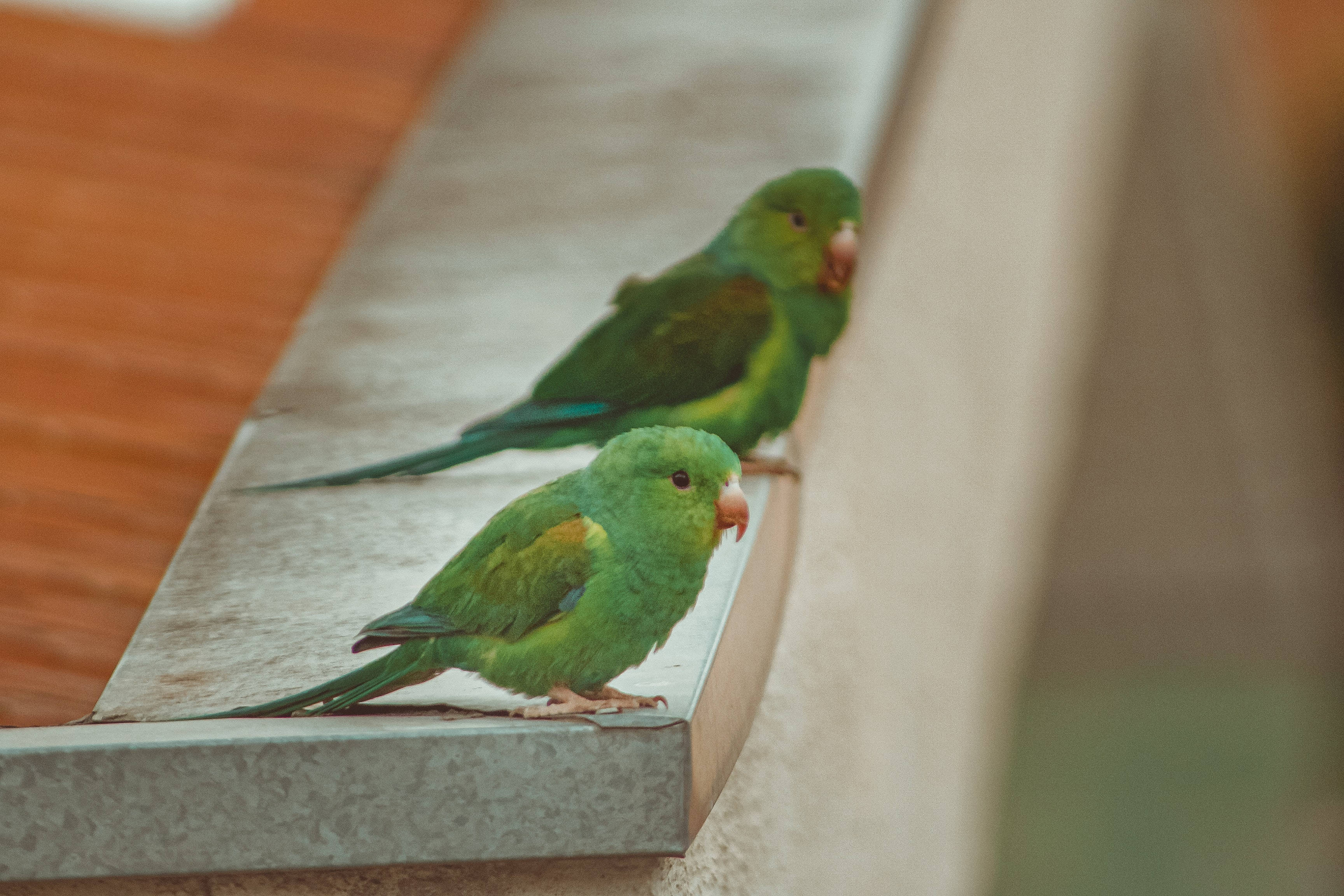 parrot 桌布 壁紙 — 兩隻鮮綠色鸚鵡並排棲息在混凝土邊緣上，背景是溫暖的木質。
