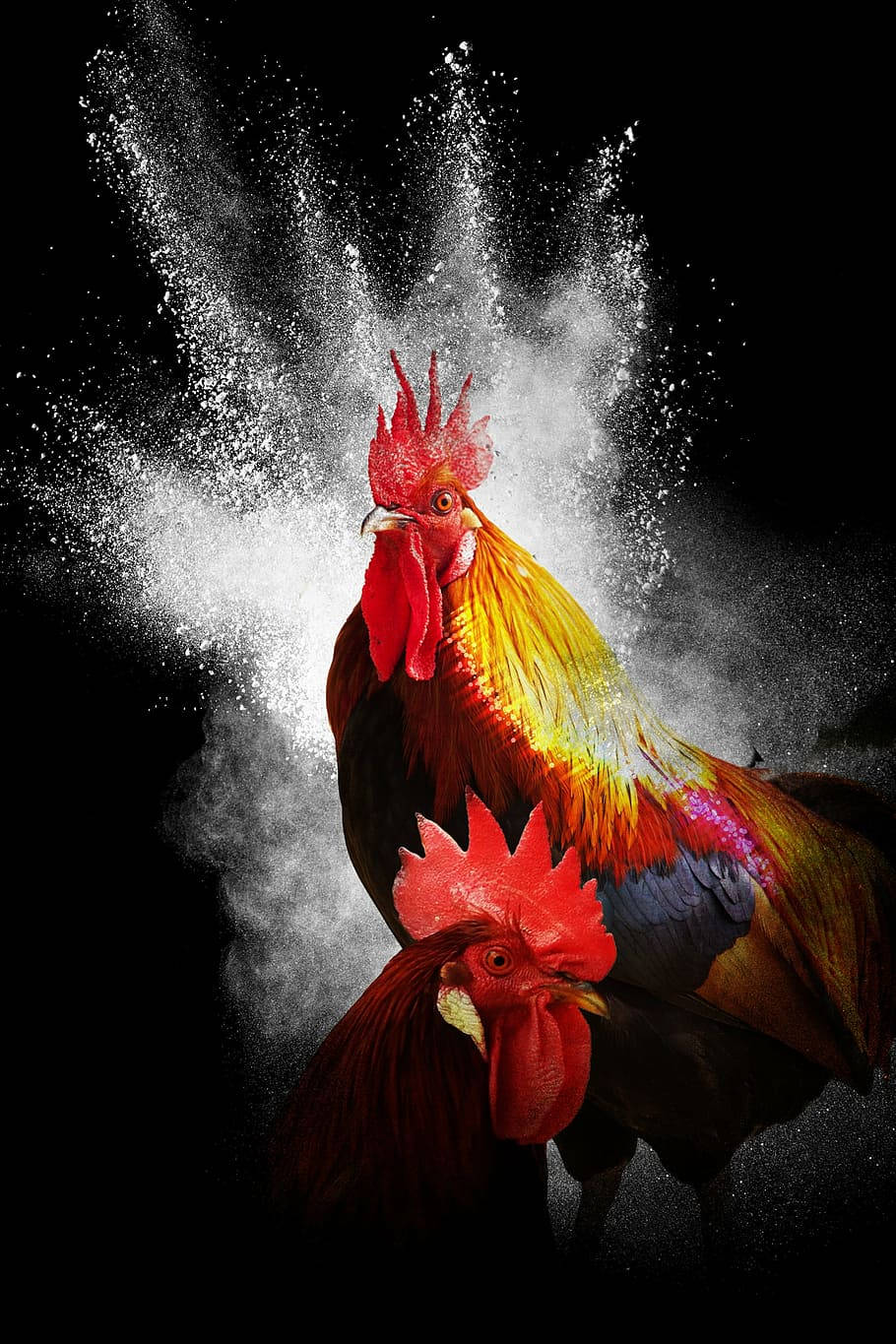 動物 桌布 壁紙 — 兩隻鮮豔的公雞，帶有火紅的雞冠，在漆黑的背景下衝破一團白色粉末。
