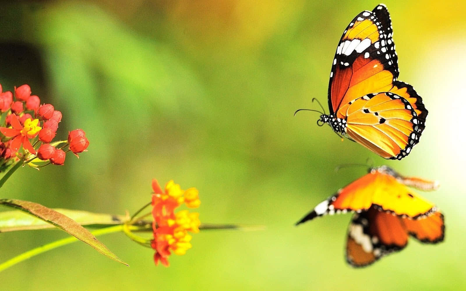 Butterfly Photos 桌布 壁紙 — 兩隻鮮豔的帝王斑蝶在色彩繽紛的紅色和黃色花朵附近盤旋，背景是柔和的綠色模糊背景。