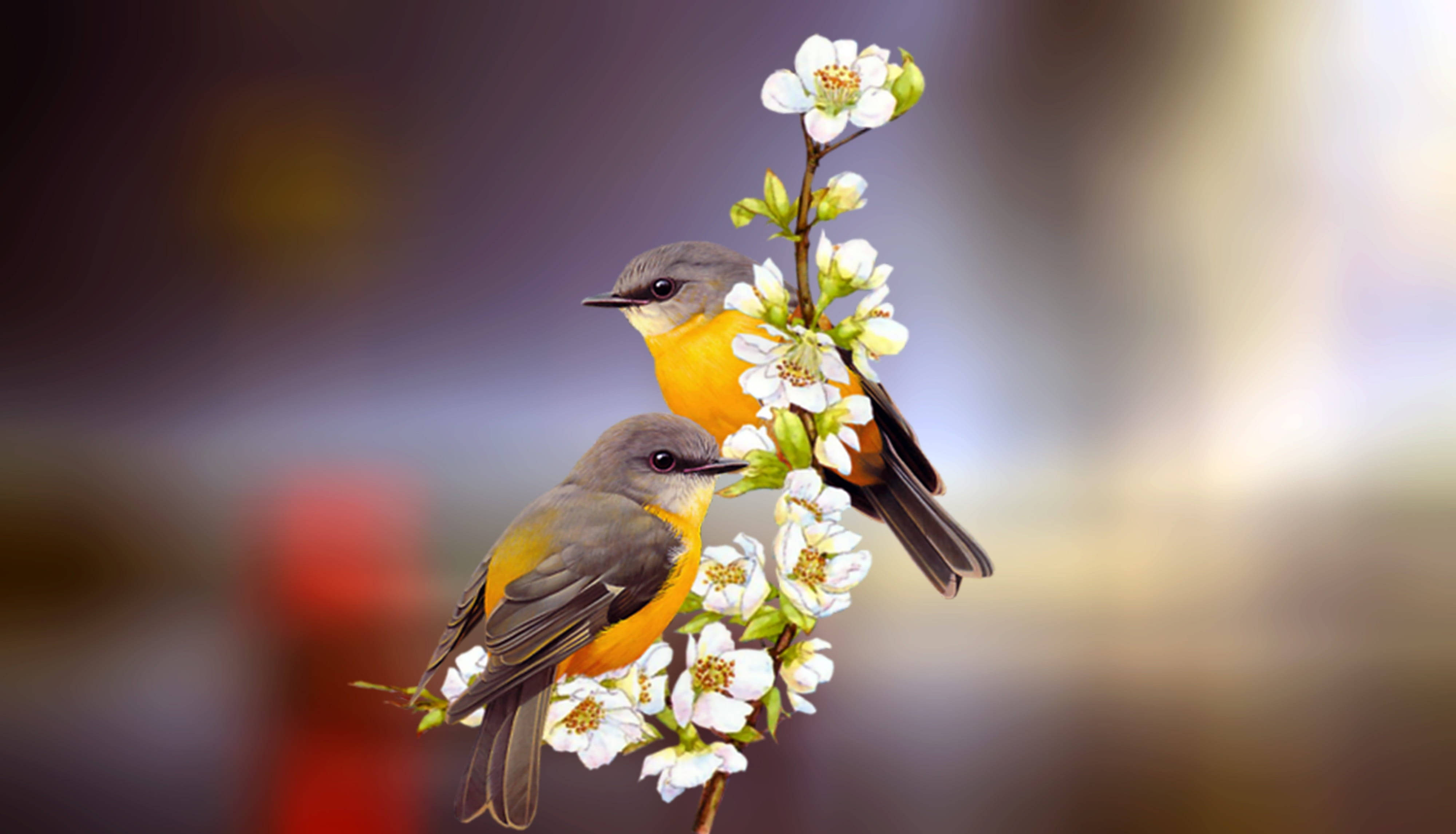 birds 桌布 壁紙 — 兩隻鮮豔的橙色和灰色小鳥優雅地棲息在裝飾著新鮮白色花朵的樹枝上，背景柔和模糊。