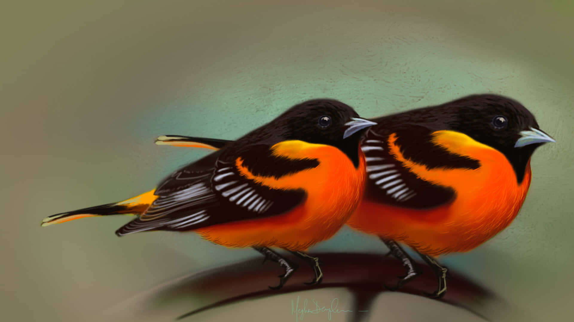 Orioles Bird 桌布 壁紙 — 兩隻鮮豔的橙色和黑色鳥兒並排棲息在樹枝上，背景是柔和的綠色。