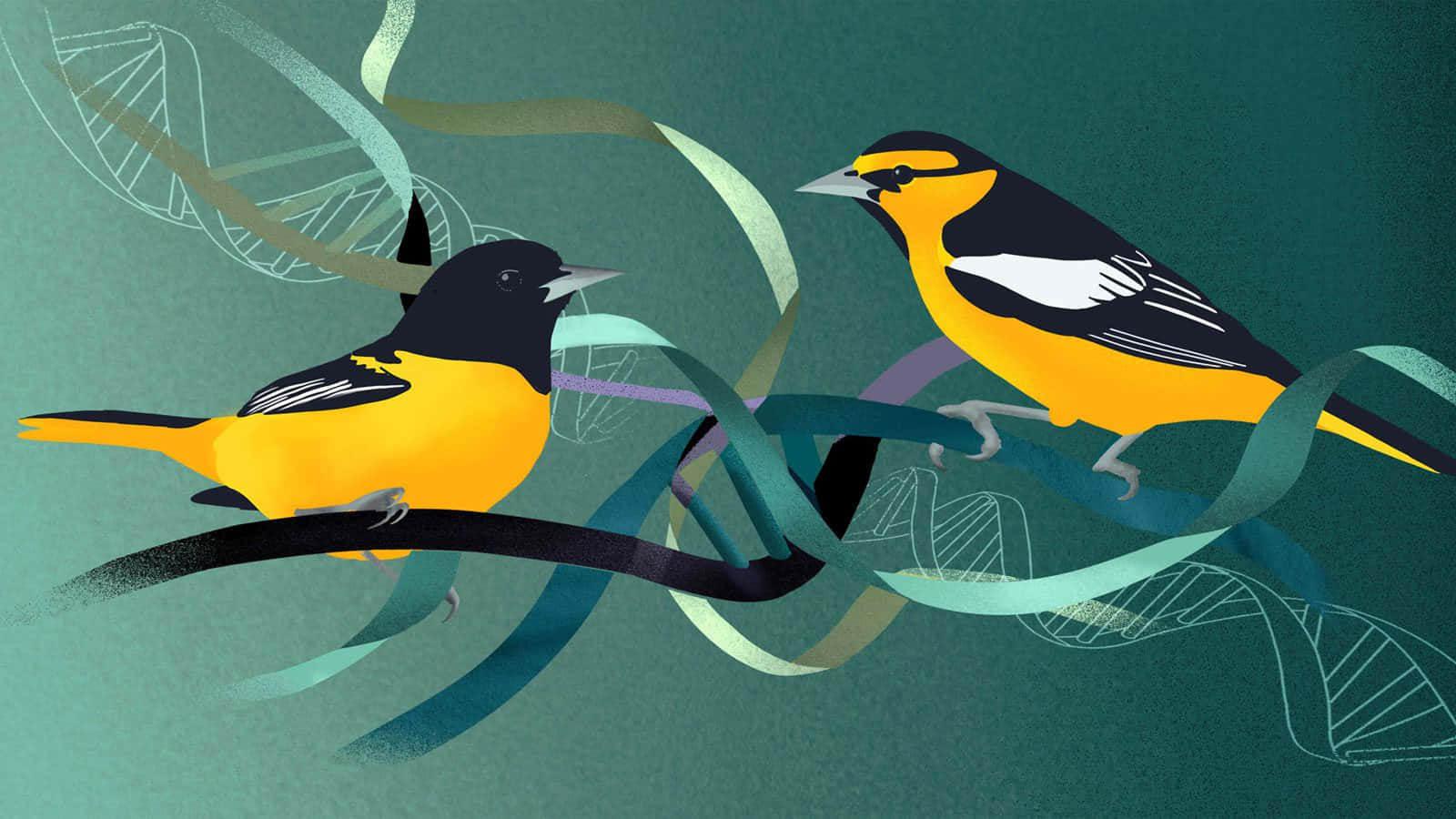 Orioles Bird 桌布 壁紙 — 兩隻鮮豔的橙色和黑色鳥兒棲息在纏繞著飄逸絲帶和DNA螺旋的樹枝上，背景為青綠色。