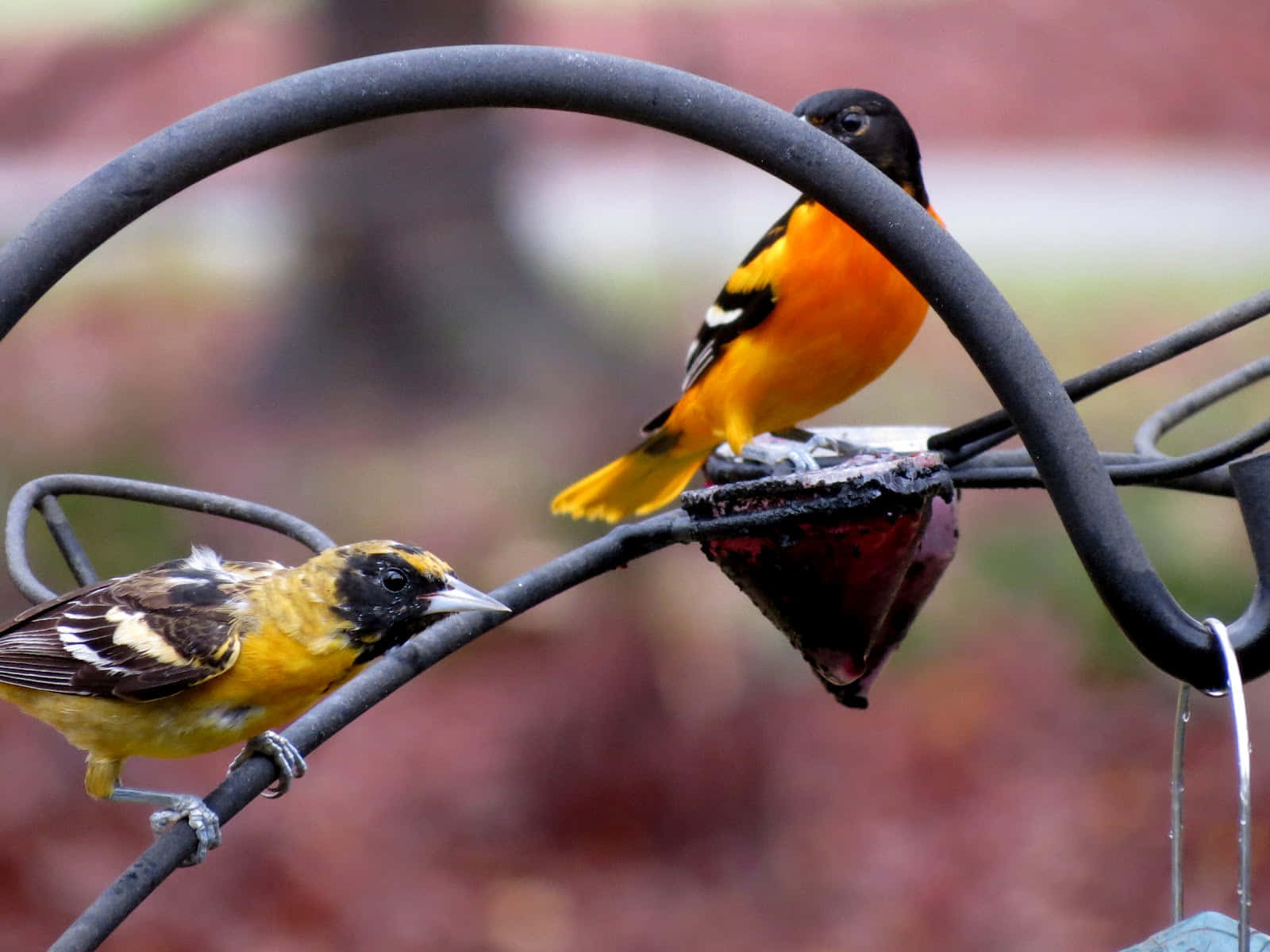 Orioles Bird 桌布 壁紙 — 兩隻鮮豔的橙色和黑色黃鸝棲息在金屬餵食器上，一隻在模糊的秋日背景下從紅色碟子中飲用花蜜。