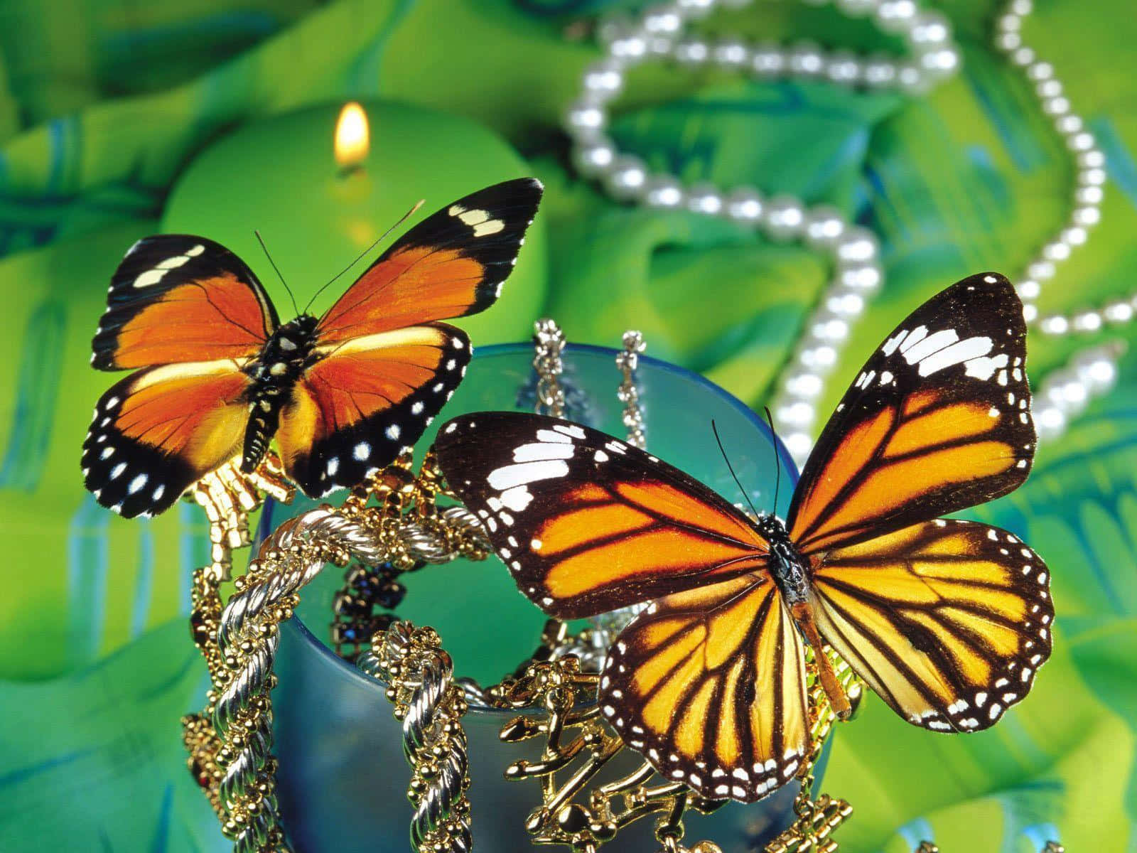 Butterfly Photos 桌布 壁紙 — 兩隻鮮豔的橙色帝王蝶棲息在華麗的金飾上，背景是茂密的綠色，並有燃燒的蠟燭和珍珠項鍊。