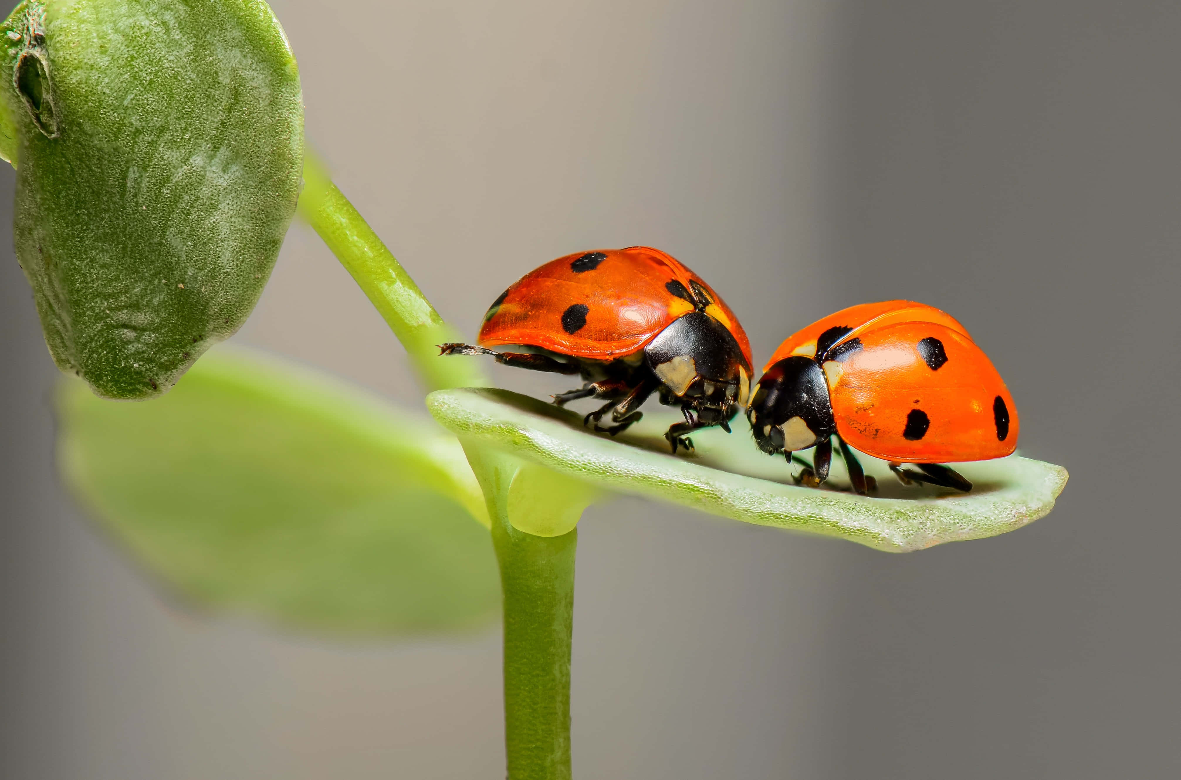 bug 桌布 壁紙 — 兩隻鮮豔的橙色瓢蟲帶有黑色斑點，在柔軟的綠色葉莖上輕輕觸碰觸角。
