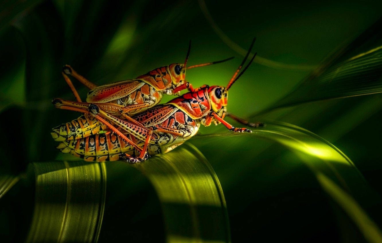 Grasshopper 桌布 壁紙 — 兩隻鮮豔的橙色蚱蜢在戲劇性的燈光下緊貼著一片有光澤的綠葉。