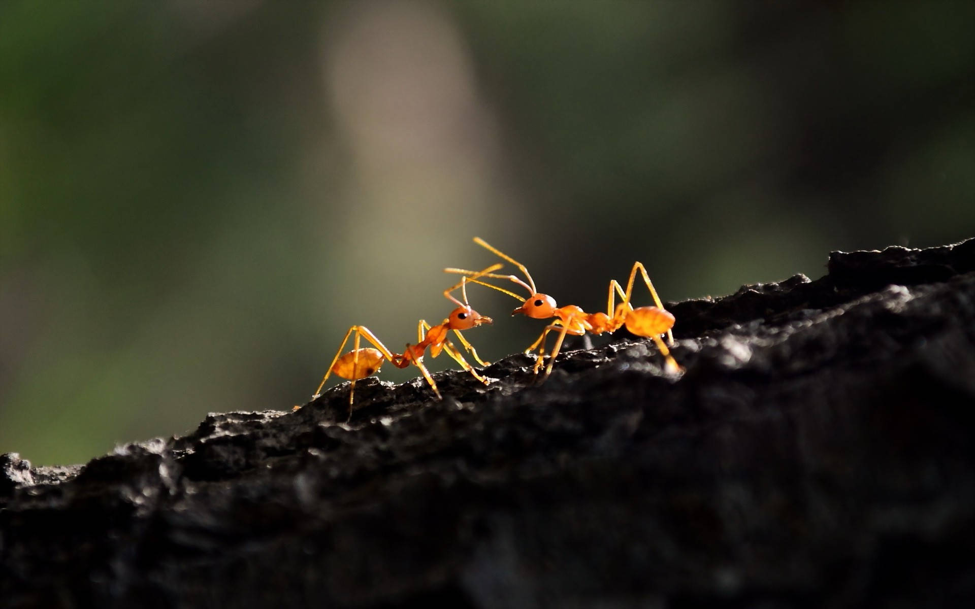 ant 桌布 壁紙 — 兩隻鮮豔的橙色螞蟻在一個柔和模糊的自然環境中，在深色有紋理的木頭上相對而立。