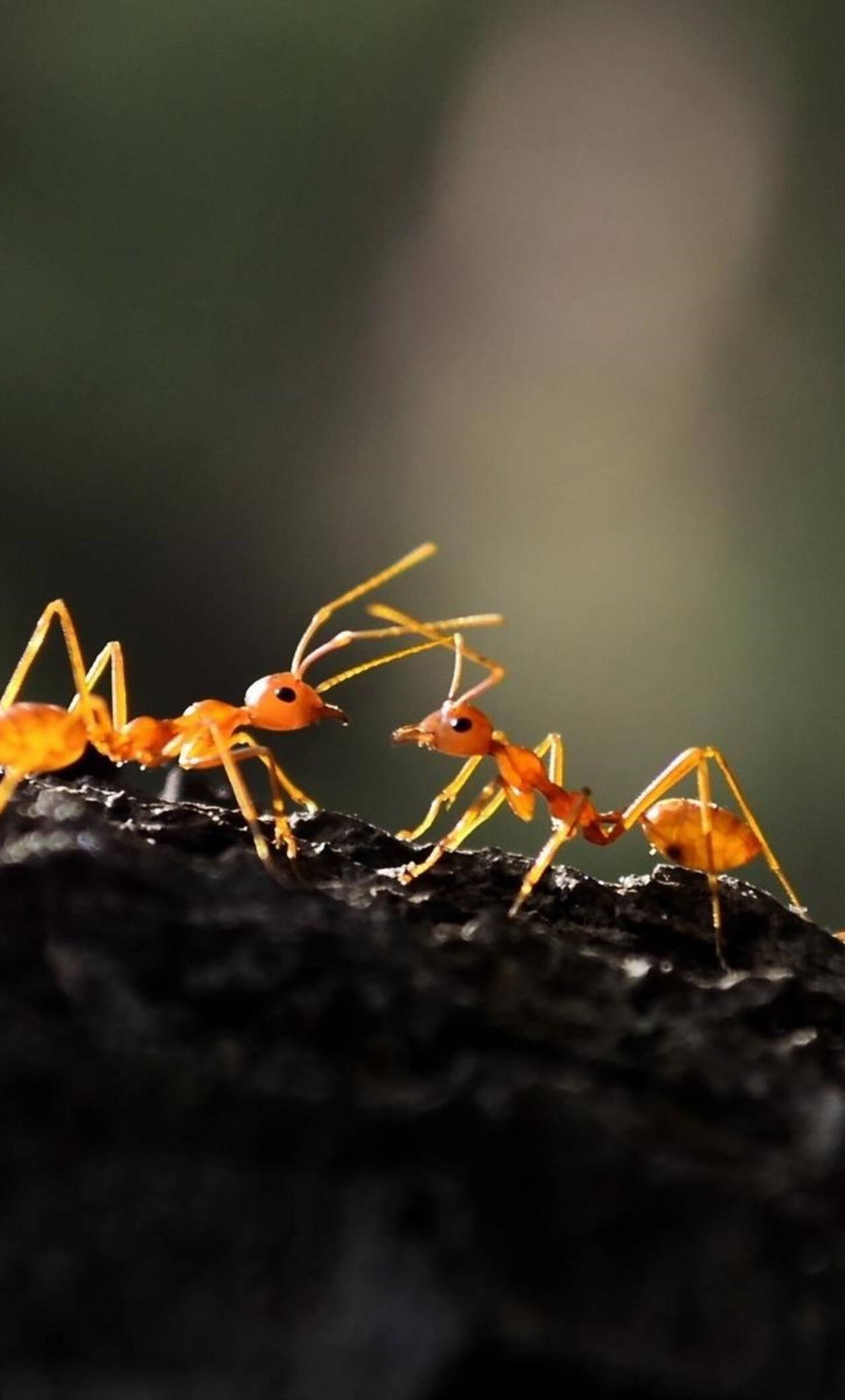 ant 桌布 壁紙 — 兩隻鮮豔的橙色螞蟻在深色紋理表面上相對而立，背景柔和模糊。