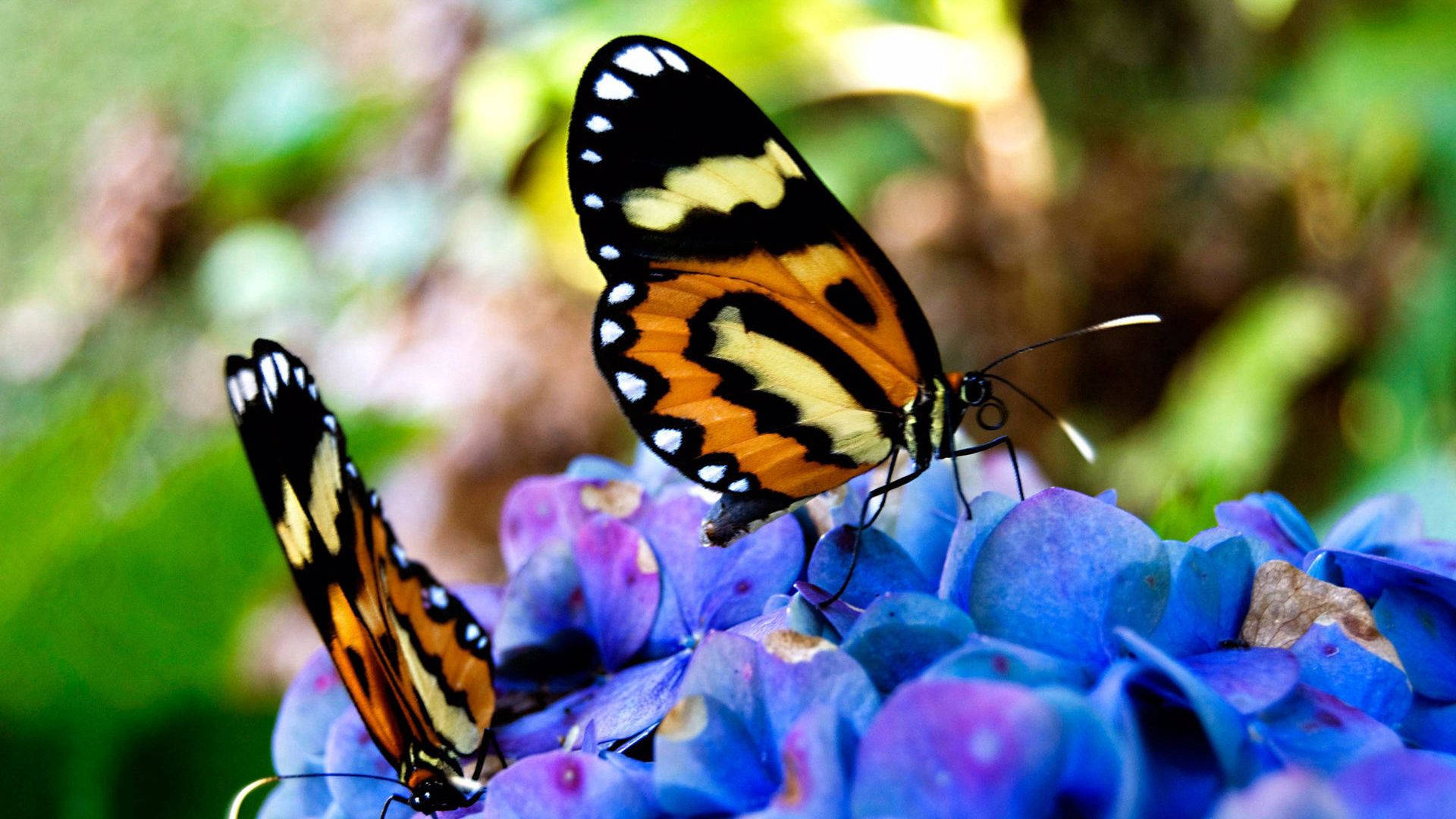 Beautiful Butterfly 桌布 壁紙 — 兩隻鮮豔的橙黑白色蝴蝶優雅地棲息在一簇鮮豔的藍色繡球花上，背景是柔和的綠色模糊背景。