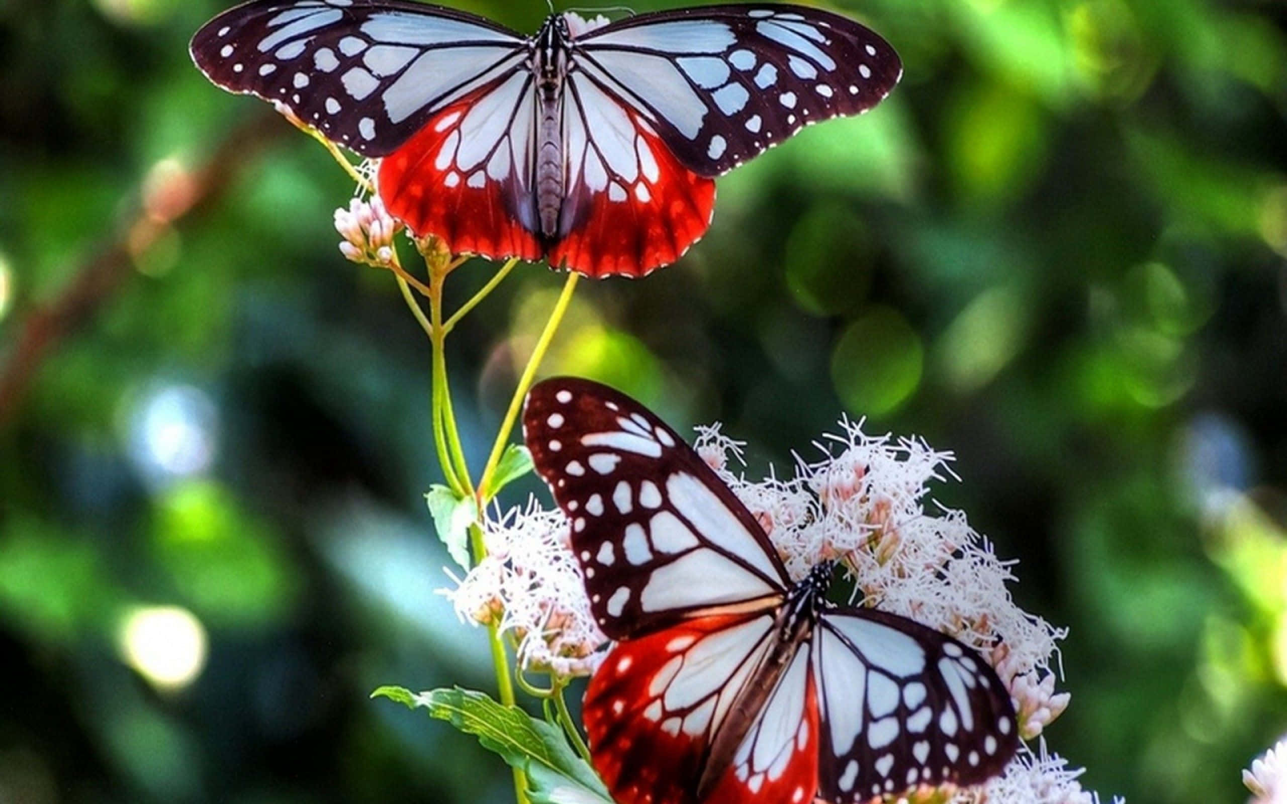 Butterflies 桌布 壁紙 — 兩隻鮮豔的紅、白、黑色蝴蝶優雅地停在蓬鬆的白色花朵上，背景是茂密的綠色模糊背景。