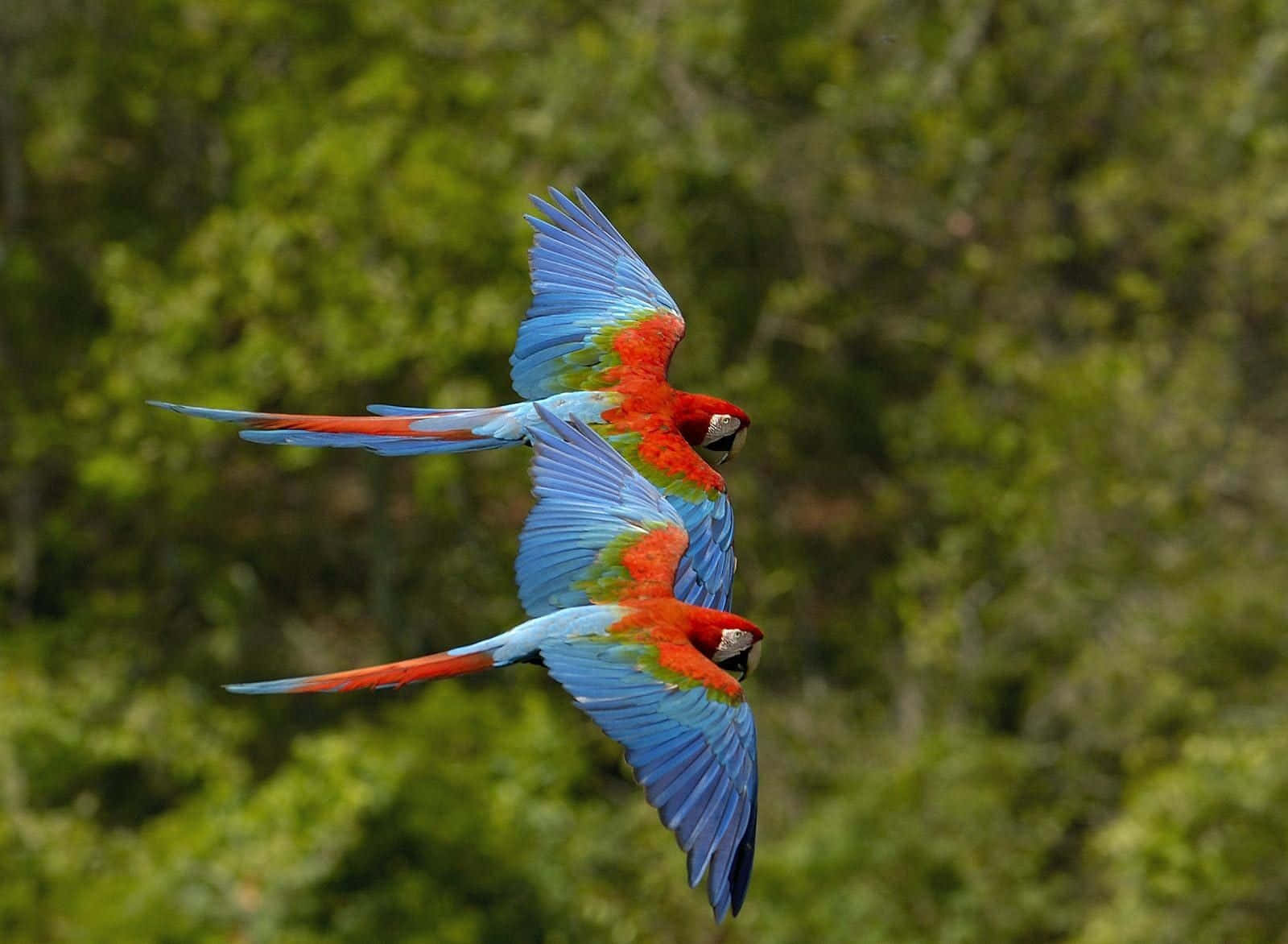 parrot 桌布 壁紙 — 兩隻鮮豔的紅、藍、綠金剛鸚鵡優雅地飛過茂密的綠色森林樹冠。
