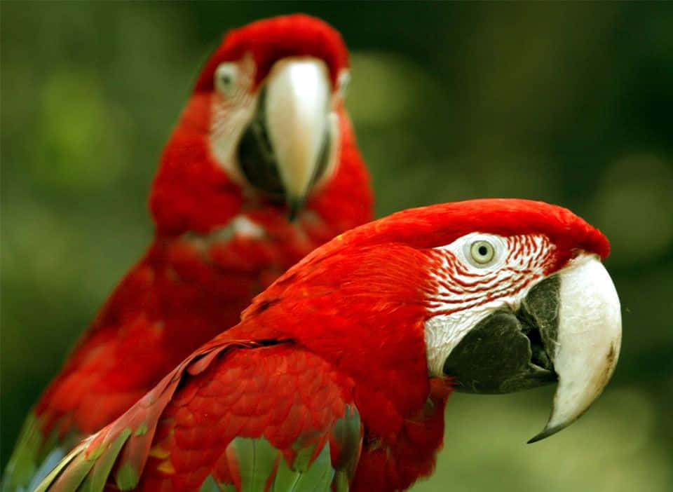 parrot 桌布 壁紙 — 兩隻鮮豔的紅色金剛鸚鵡，有著白色的喙和綠色的翅膀羽毛，緊密地棲息在柔和的模糊綠色背景上。