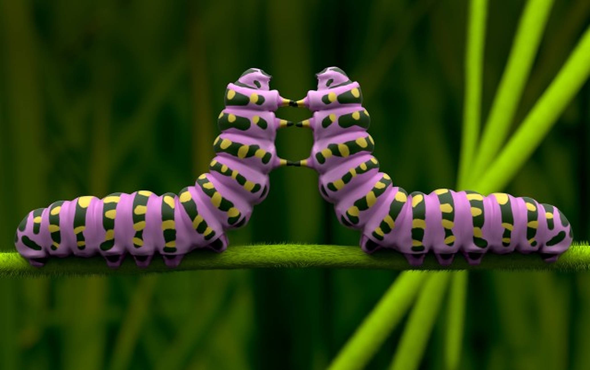 Caterpillar Insect 桌布 壁紙 — 兩隻鮮豔的紫色毛毛蟲，帶有黃色和黑色條紋，在模糊的草地背景前，於綠色莖上相對而立。