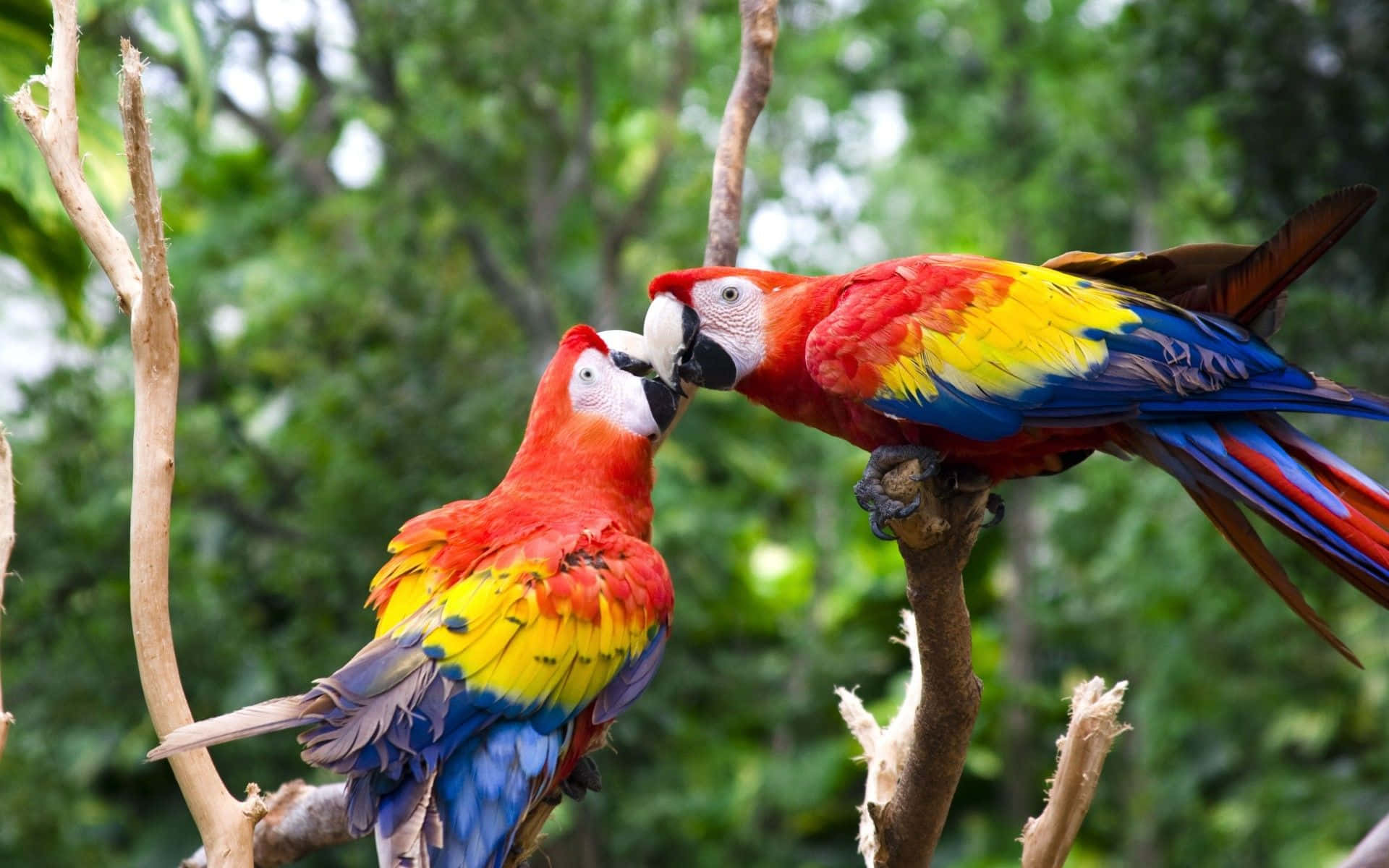 parrot 桌布 壁紙 — 兩隻鮮豔的緋紅金剛鸚鵡棲息在茂密綠色森林的樹枝上，鳥喙在溫柔的時刻互相觸碰。