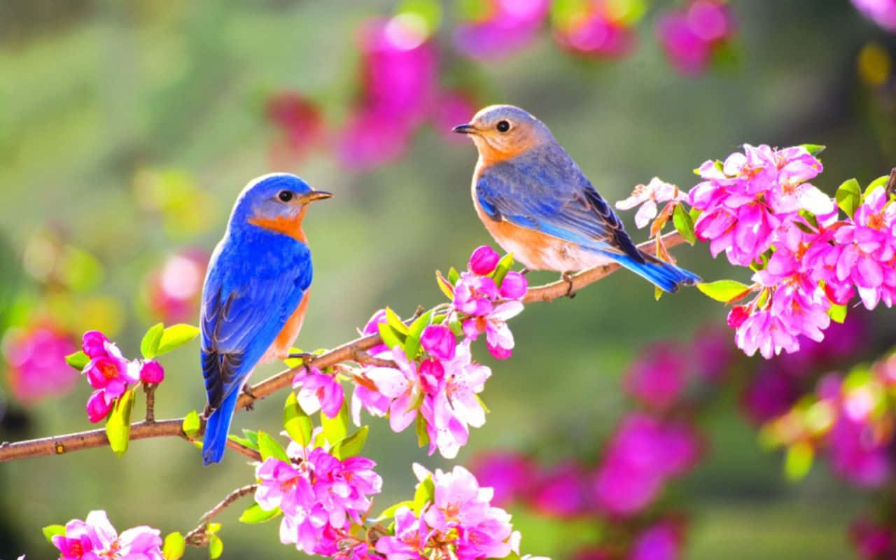 Spring Birds 桌布 壁紙 — 兩隻鮮豔的藍色小鳥棲息在開滿粉紅色花朵的樹枝上，背景是柔和模糊的綠色。