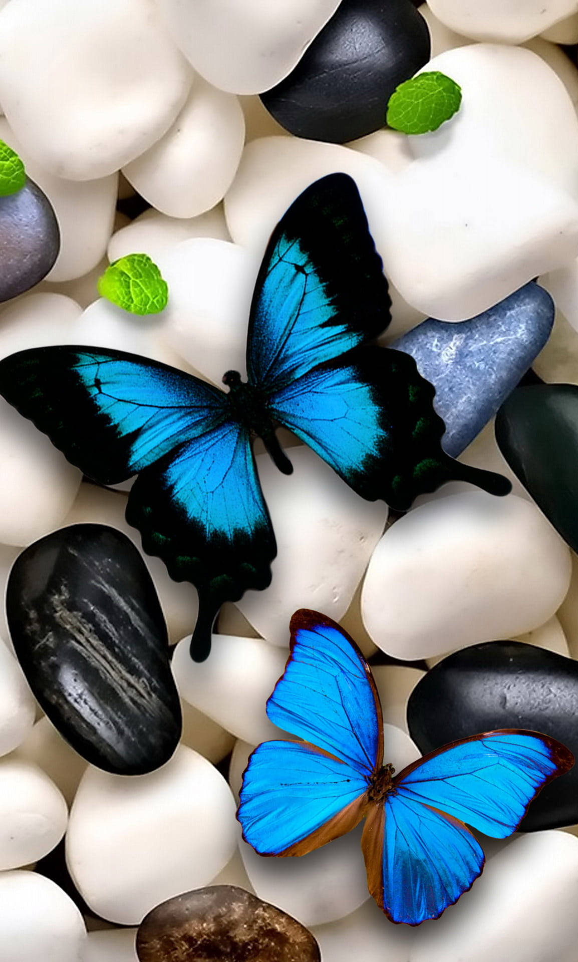 Butterflies 桌布 壁紙 — 兩隻鮮豔的藍色蝴蝶在光滑的白色、黑色和灰色河石之間休息，周圍散落著綠色薄荷葉。