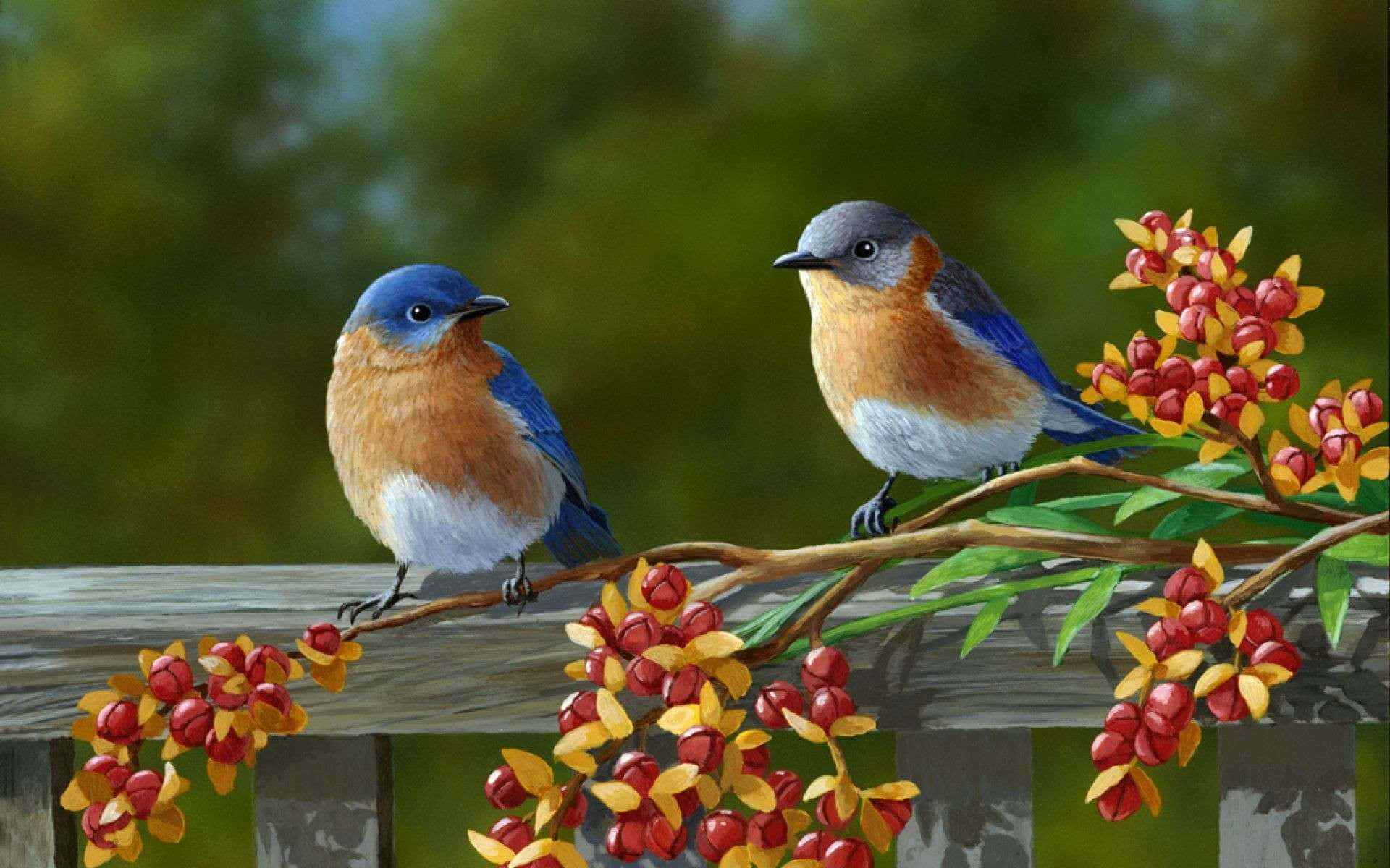 Spring Birds 桌布 壁紙 — 兩隻鮮豔的藍鳥棲息在一個裝飾著紅色和黃色漿果的木柵欄上，背景是柔和的綠色。