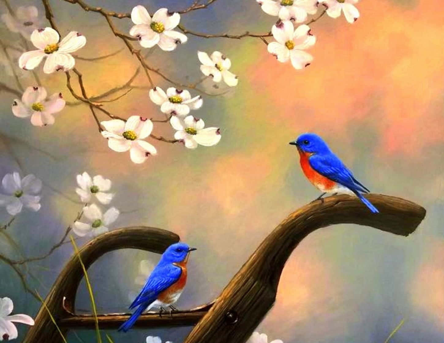 Spring Birds 桌布 壁紙 — 兩隻鮮豔的藍鳥棲息在彎曲的樹枝上，下方盛開著白色的花朵，背景是柔和的粉彩天空。