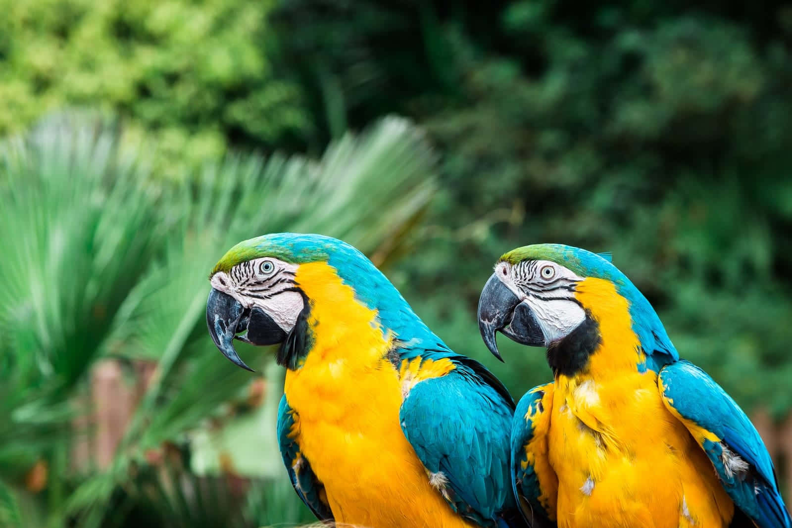 parrot 桌布 壁紙 — 兩隻鮮豔的藍黃金剛鸚鵡並排棲息在茂密的綠色熱帶背景前。