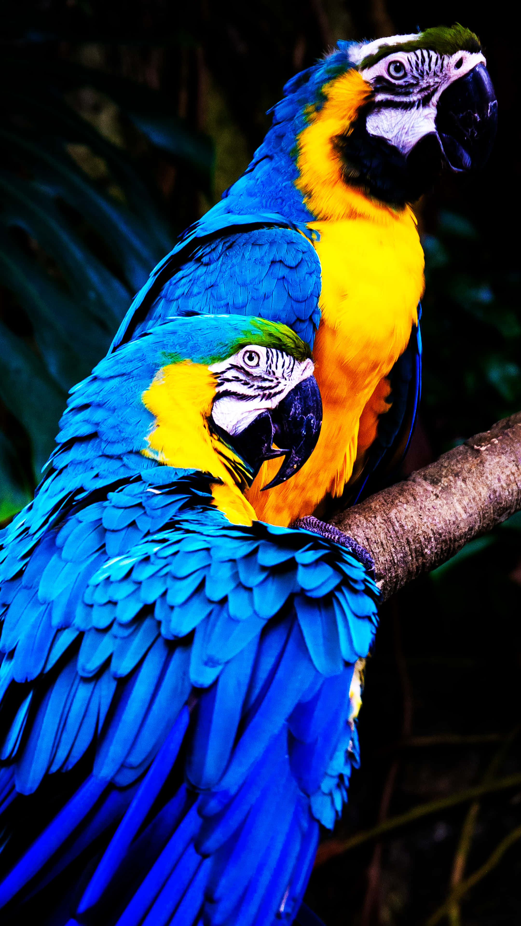 parrot 桌布 壁紙 — 兩隻鮮豔的藍黃金剛鸚鵡緊密地棲息在樹枝上，牠們鮮明的羽毛在深色樹葉背景下閃耀。
