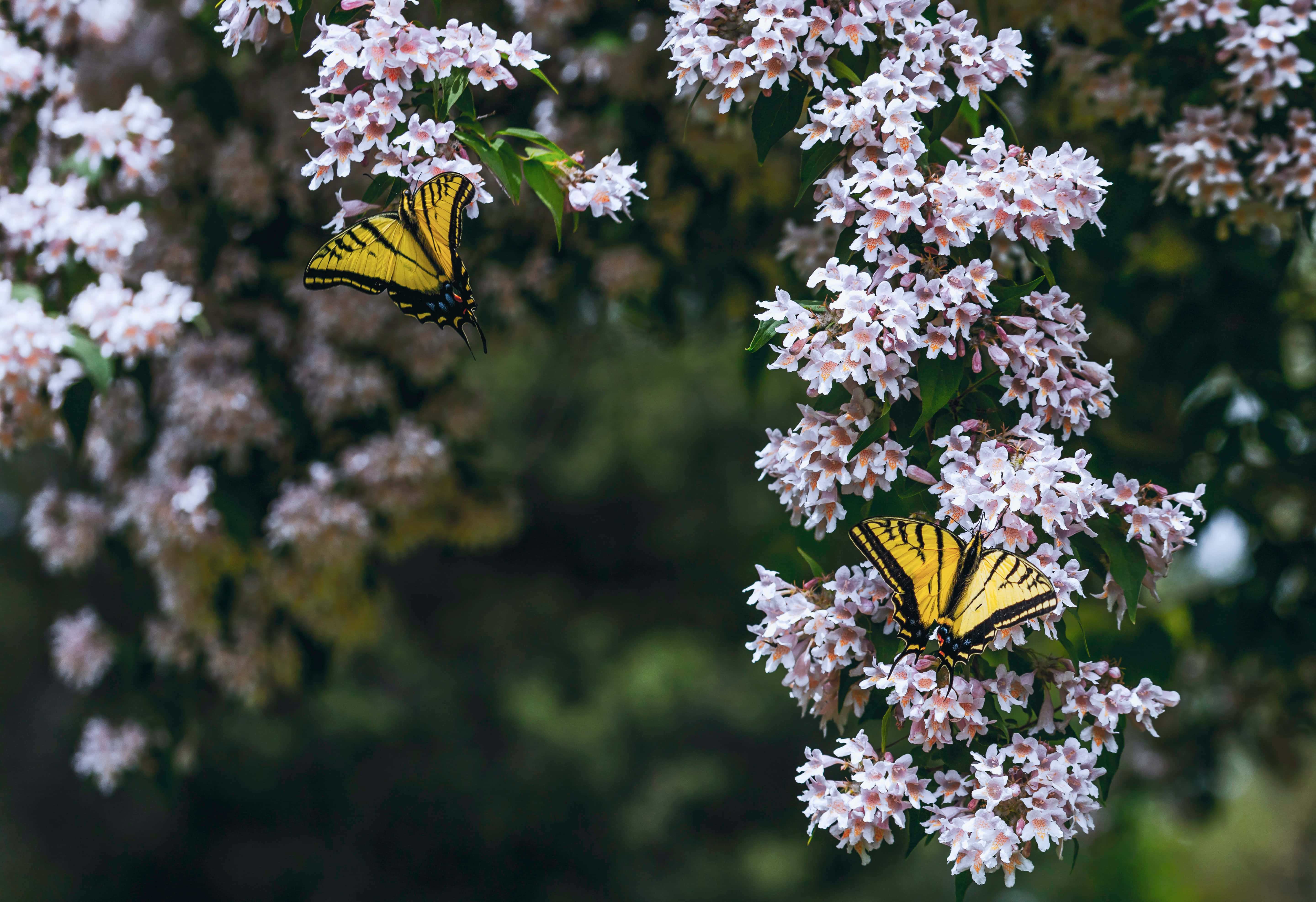 Butterflies 桌布 壁紙 — 兩隻鮮豔的黃色蝴蝶在柔和的綠色背景下，在精緻的粉紅色花朵間盤旋。