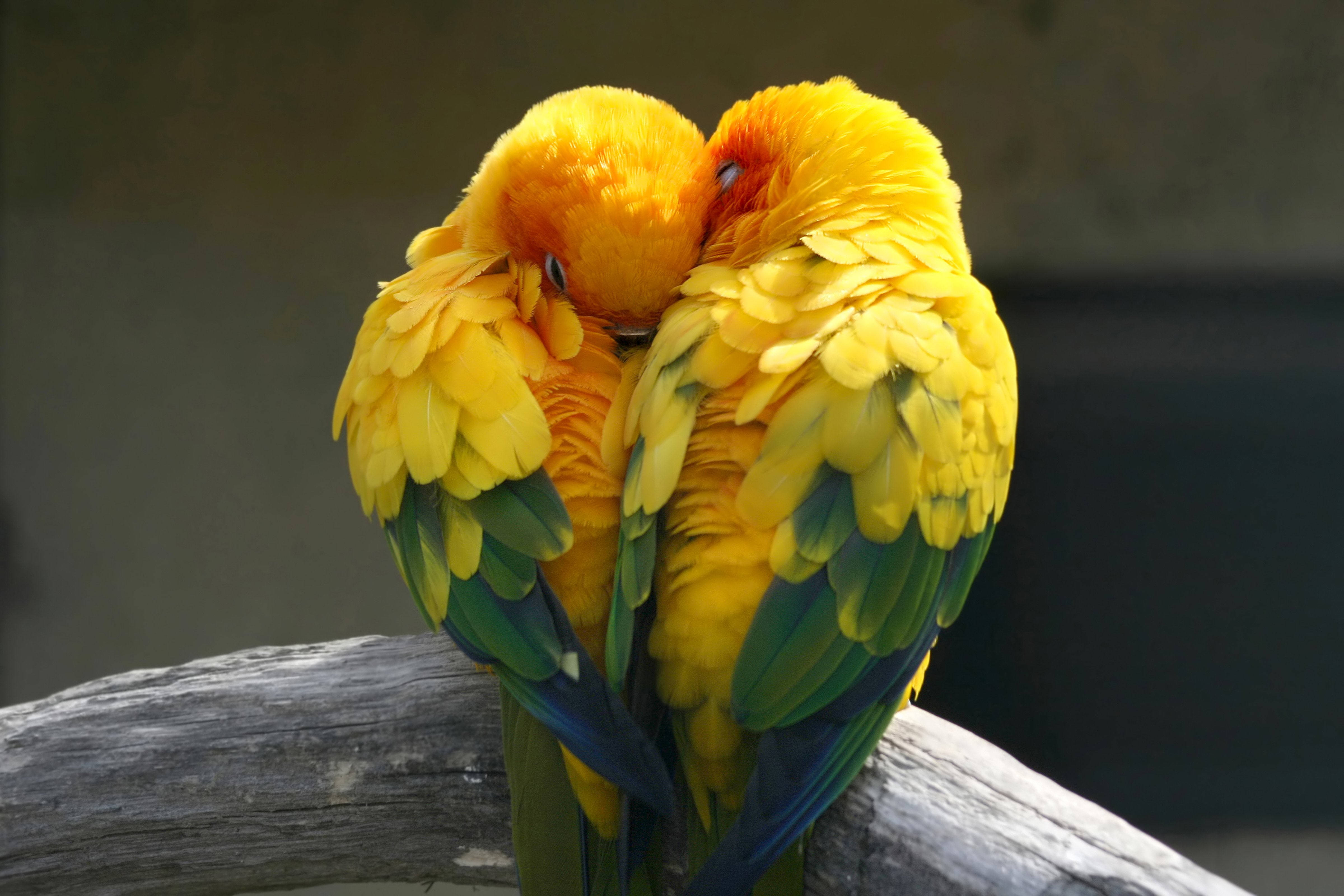 birds 桌布 壁紙 — 兩隻鮮黃色的太陽錐尾鸚鵡緊貼在風化的樹枝上，頭靠在一起，展現溫柔一刻。