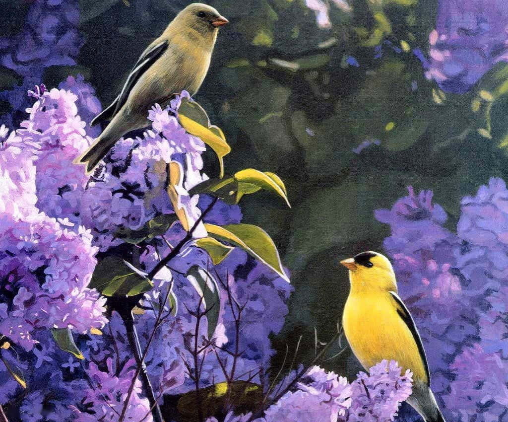 Spring Birds 桌布 壁紙 — 兩隻鮮黃色的小鳥棲息在茂盛的紫色丁香花叢中，沐浴在柔和自然光下。
